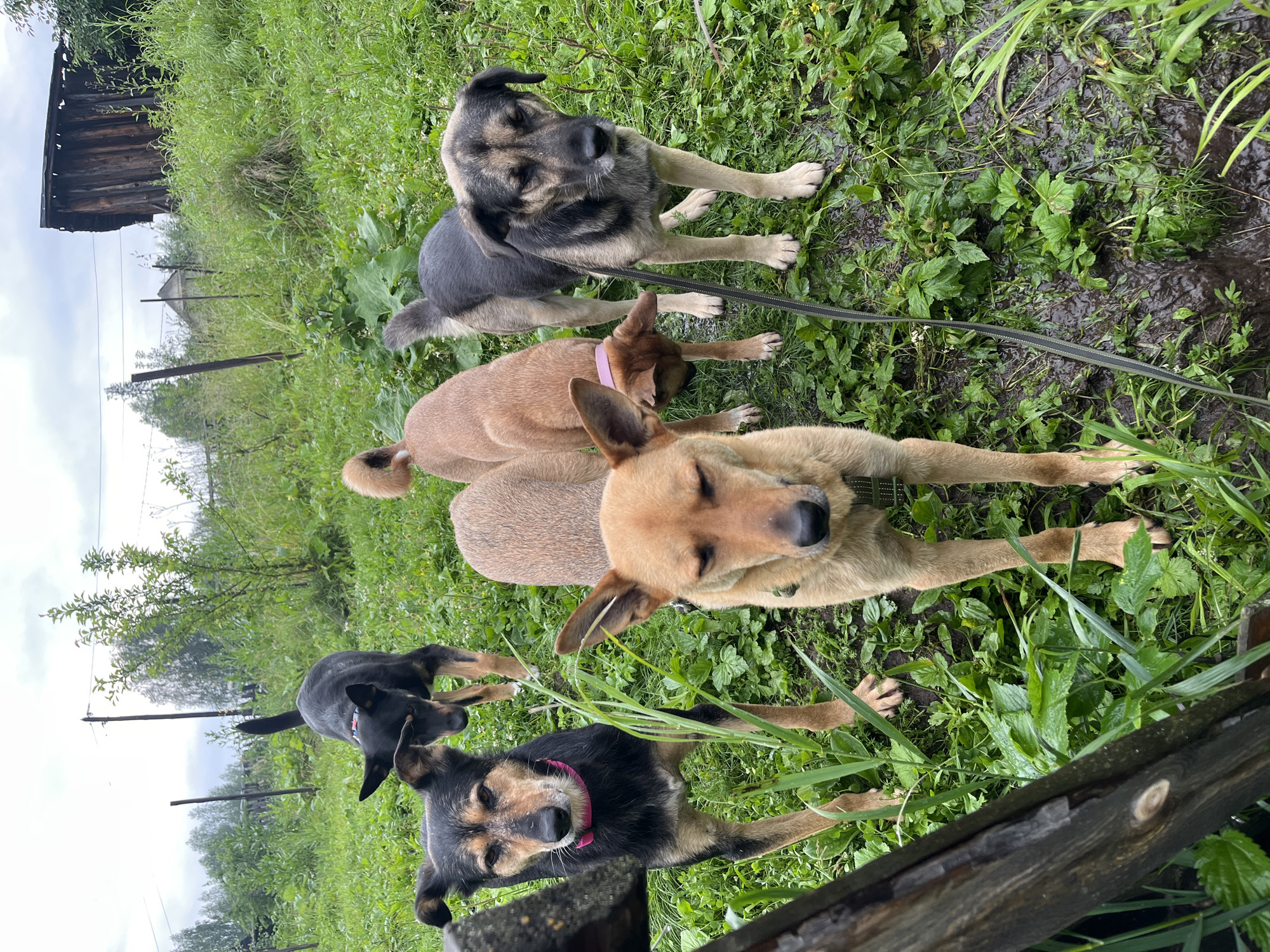 This media file shows a group of dogs in a grassy outdoor setting. The subjects are five dogs of various breeds and colors, including a larger tan and black dog, a smaller black and tan dog, and three dogs in shades of tan and brown. They appear to be in a somewhat overgrown yard, with tall grass, some mud, and a wooden structure in the background, possibly a shed or outbuilding.
The dogs are interacting with each other and the environment. One dog is lying down with its head on the ground, while others are standing or in a relaxed posture. A black leash is visible, suggesting they are either on a walk or being supervised. The overall mood seems to be calm and relaxed, with the dogs appearing comfortable in their surroundings.
The lighting suggests it might be daytime, but the overcast sky, indicated by the bright, diffused light and the absence of harsh shadows, implies it is a cloudy day. The wet ground and lush green vegetation also suggest recent rain or damp conditions.
The scene is likely a backyard or a natural area near a rural dwelling. The presence of the wooden structure and the somewhat untamed vegetation are consistent with a location in Nizhny Tagil, Russia, which is known for its industrial history and surrounding natural landscapes. There is no visible text in the image.