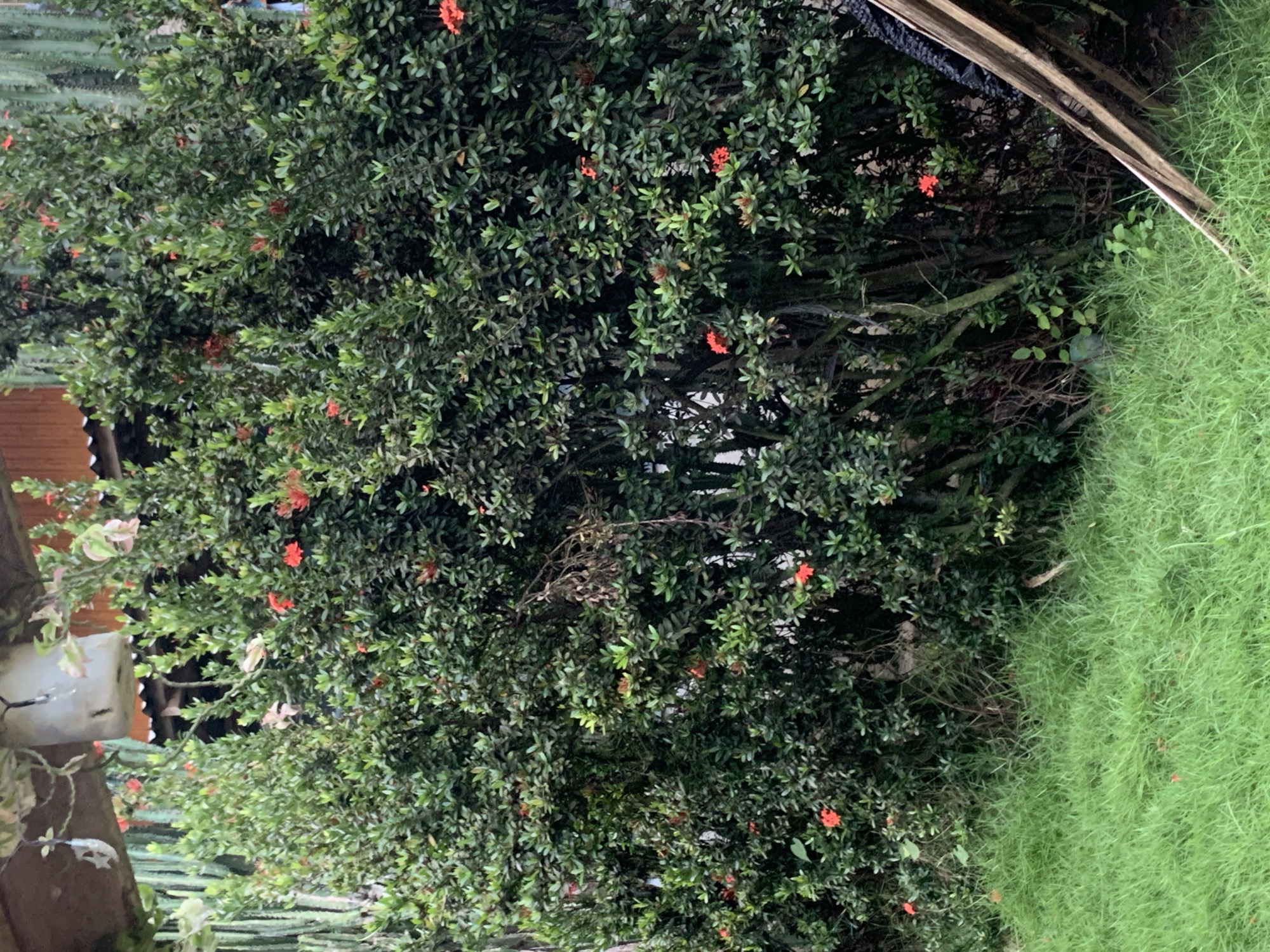 The image depicts an outdoor scene in Kiblawan, Philippines, featuring a dense hedge of green leafy plants with scattered small red flowers. The foliage is lush and covers the majority of the frame, obscuring much of the background which appears to consist of wooden structures and possibly more greenery. In the foreground, a patch of well-maintained green grass is visible, suggesting a garden or park setting. A few pieces of weathered wooden planks lean against the hedge on the right side of the image, adding a rustic element to the composition. The lighting suggests it is daytime, with soft shadows indicating diffused light, possibly from an overcast sky or filtered sunlight. No people are present in the frame.