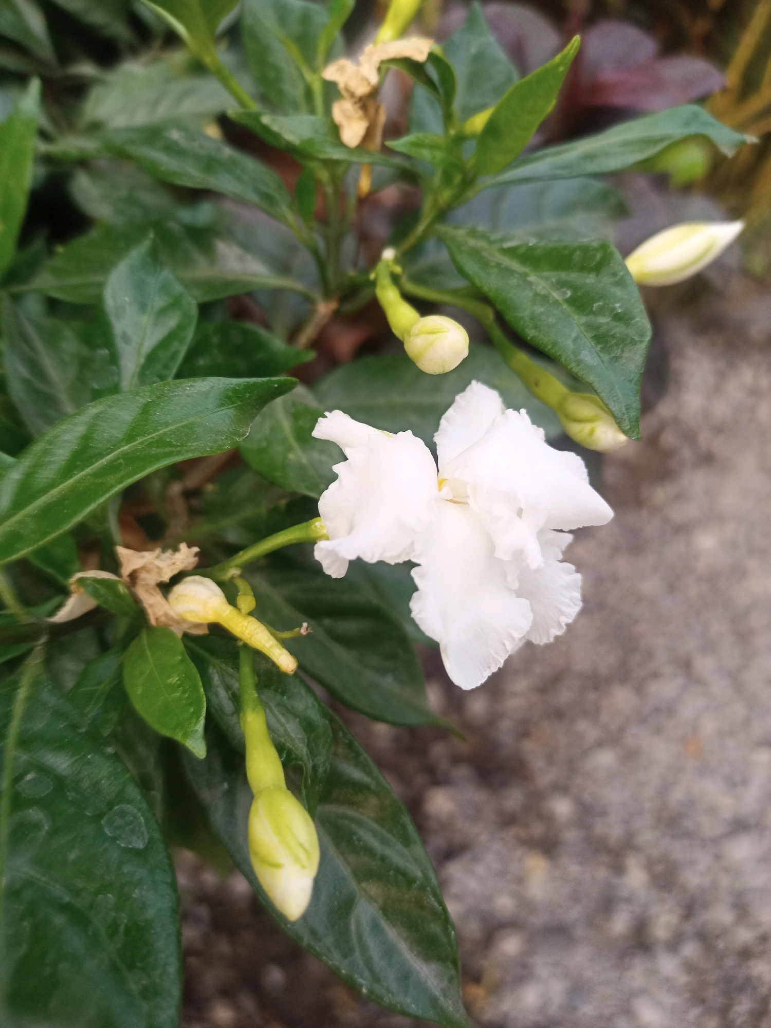 A close-up, eye-level shot showcases a white Gardenia flower in full bloom, its petals delicately layered and slightly ruffled. The flower is positioned slightly to the right of the frame, with its stem curving from the bottom left. Several unopened buds, slender and pointed with a yellowish-green hue, are visible surrounding the bloom. Lush, dark green leaves, some appearing slightly dusty, form a dense backdrop, framing the white flower and its buds. In the background, out of focus, is a textured, greyish-brown surface, likely concrete or stone, suggesting an outdoor urban or garden setting. The lighting appears to be natural daylight, casting soft shadows and highlighting the textures of the petals and leaves. The overall impression is one of delicate natural beauty against a muted, unadorned environment. This scene is set in Karangtalun, Indonesia.