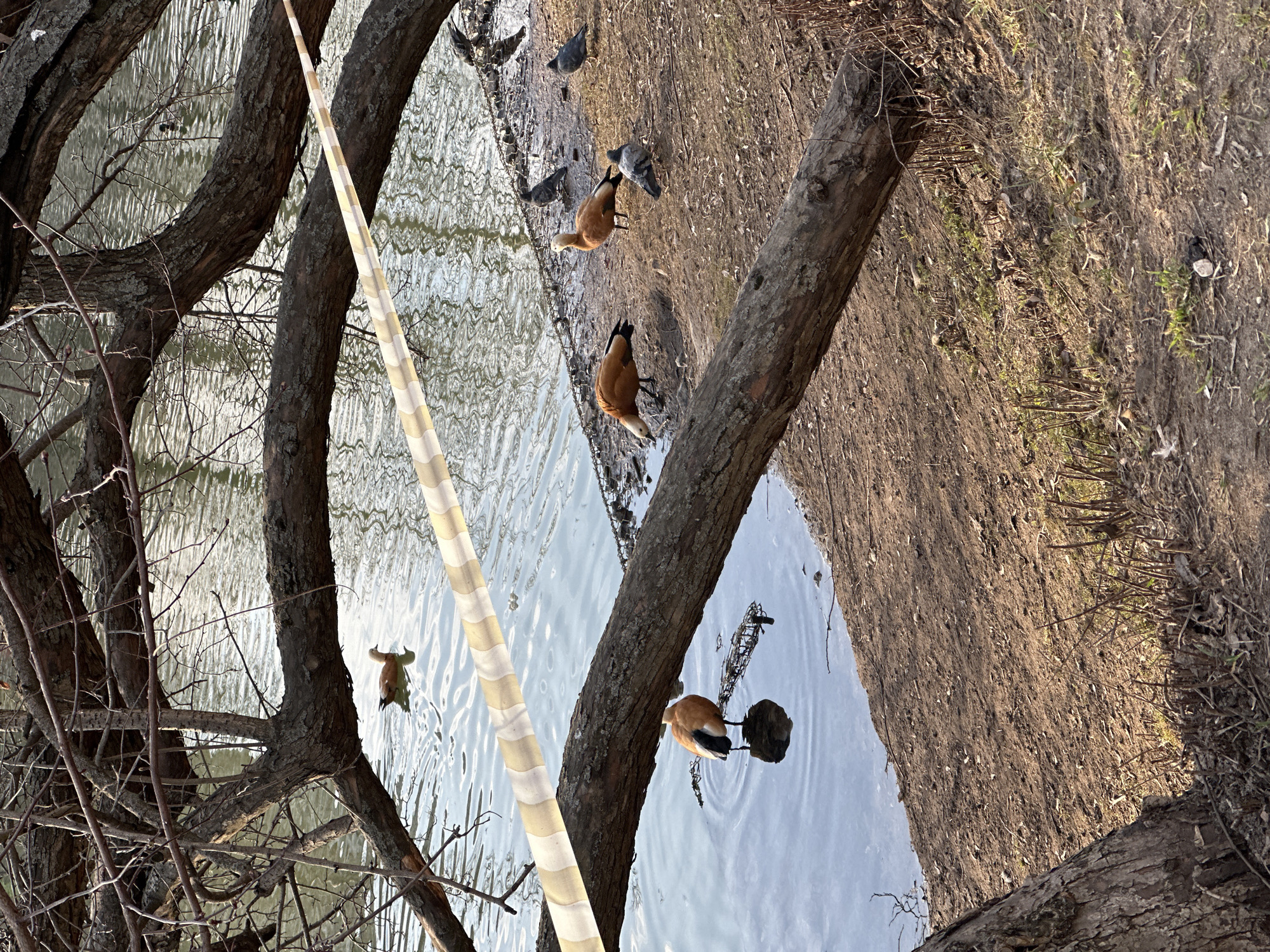The image depicts a segment of a park pond shoreline in Moscow, Russia, under natural daylight. The scene features a body of rippled water on the left and a bare earth embankment on the right, sloping gently towards the water. Overhanging and extending across the mid-ground are thick, leafless deciduous tree branches and a substantial fallen tree trunk partially submerged or resting on the bank. A yellow and white striped barrier tape diagonally traverses the upper-mid section of the image, suspended between branches.
Three Ruddy Shelducks (Tadorna ferruginea) are present. One shelduck stands partially submerged in the water on the mid-left, facing away from the viewer, exposing its reddish-brown body and black-tipped tail. Another shelduck swims further in the background water on the upper left. On the dirt bank, a third shelduck stands near the water's edge, head lowered, consistent with foraging activity. Multiple dark-feathered birds, identifiable as pigeons (Columba livia domestica) and/or rooks, are visible on the bank and at the water's edge on the right side of the frame. One grey pigeon stands on the lower right bank. The embankment consists of brown soil with minimal sparse dry vegetation and scattered organic debris.