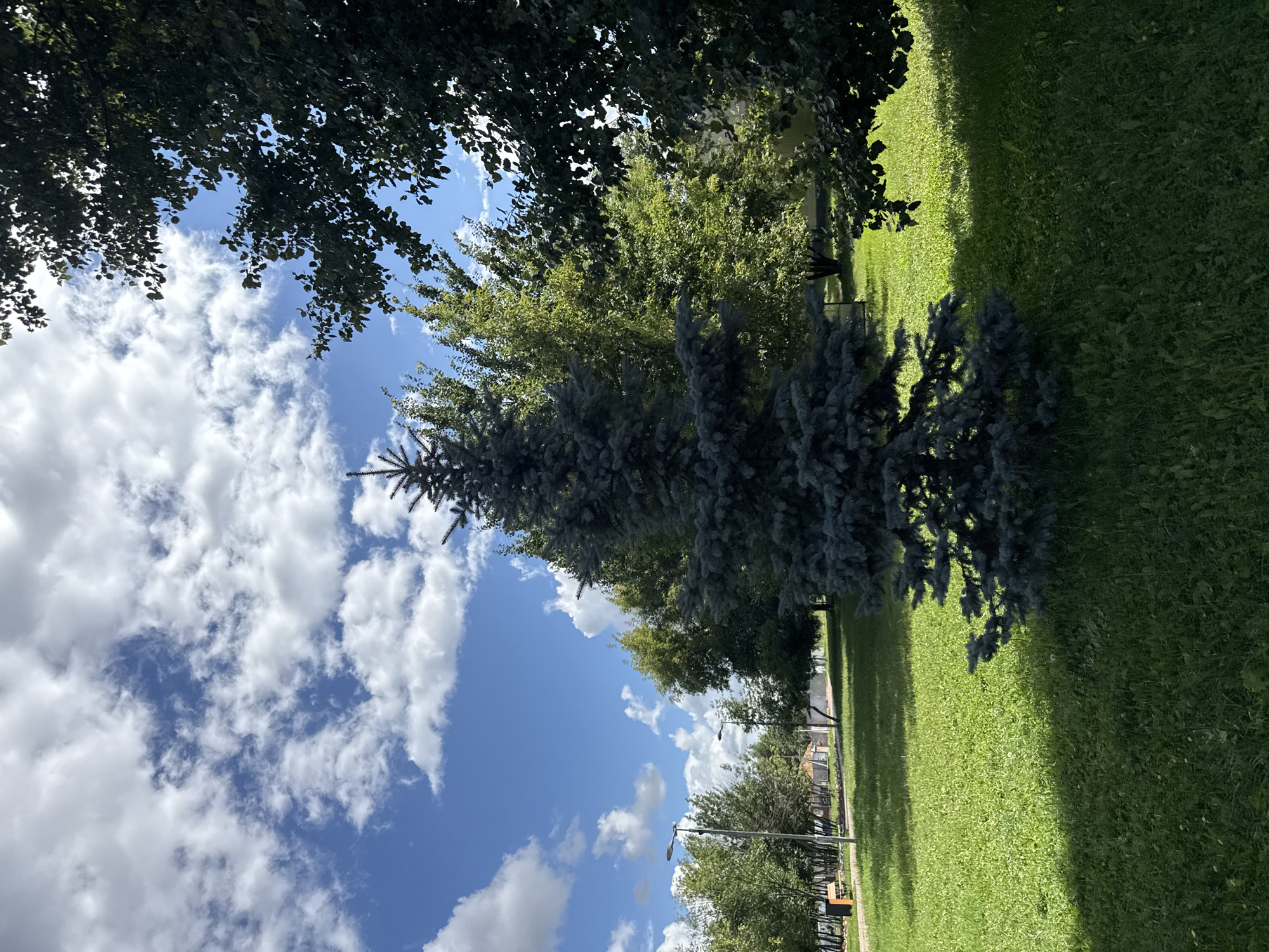 The image depicts a park area with a prominent blue spruce tree in the foreground, centered in a well-maintained grassy lawn. The sky above is blue with scattered white cumulus clouds. In the background, several other trees with green foliage are visible, along with lampposts and a bench, suggesting a public park setting. The sunlight casts shadows on the grass, indicating a daytime scene. The image is likely taken in the city of Lyubertsy, Russia, given the provided context. There are no people visible in the frame.