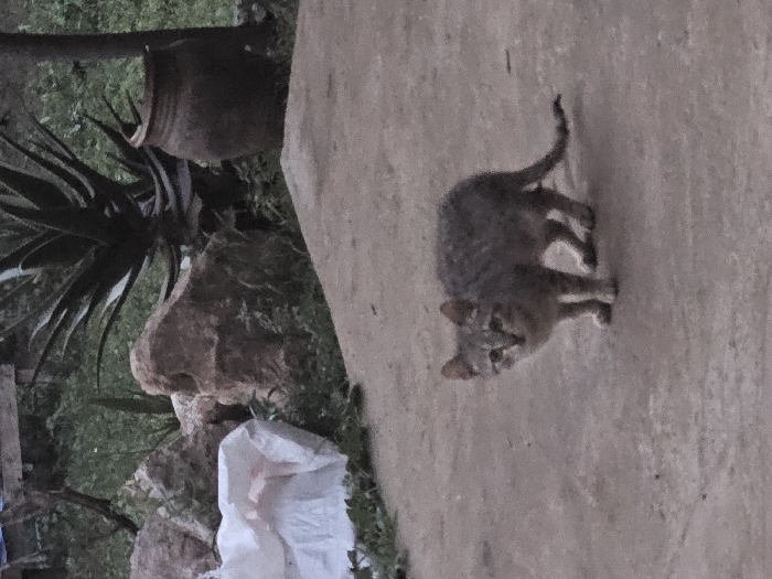 A small, grey tabby domestic cat stands on a light-colored paved surface, facing forward, in an outdoor setting in Oumazza, Morocco. The cat exhibits short fur with visible tabby patterns. Behind the cat and the paved foreground, a vegetated area is visible. To the left, a crumpled white plastic sheet rests near several light brown rocks partially obscured by green ground cover. To the right, a large agave plant with thick, dark green leaves is present, alongside a dark brown, unglazed clay pot or jar. The background consists of dense green foliage, suggesting an uncultivated or minimally maintained outdoor space. The scene is illuminated by diffuse daylight.