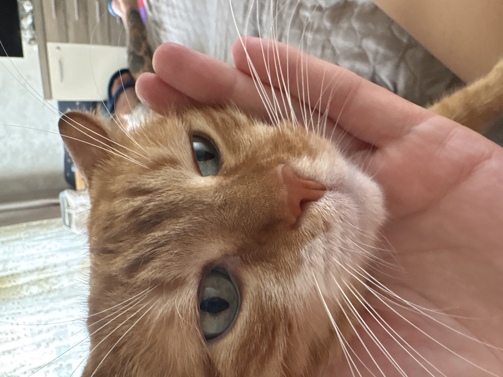 A close-up photograph features an orange tabby cat being gently held by a human hand, creating an intimate portrait. The cat's face dominates the frame, tilted slightly, with its light blue-green eyes gazing attentively towards the viewer. Its abundant white whiskers extend outwards, contrasting with its vibrant ginger fur, which lightens to a creamy tone around its muzzle. The cat's nose is a delicate pinkish-orange.
A human hand, with light skin, is visible cradling or resting against the cat's head, conveying a moment of affection. The background is heavily blurred, suggesting a shallow depth of field, but hints of an indoor setting are discernible. In the upper left portion of the blurred background, part of a person's arm with a tattoo is visible, alongside a foot wearing a blue sandal or flip-flop. Other indistinct background elements suggest light-colored surfaces, possibly flooring or a wall, indicative of a relaxed home environment. The scene is well-lit, suggesting daytime. There is no visible text in the image. The location context for this indoor scene is Bar, Montenegro.