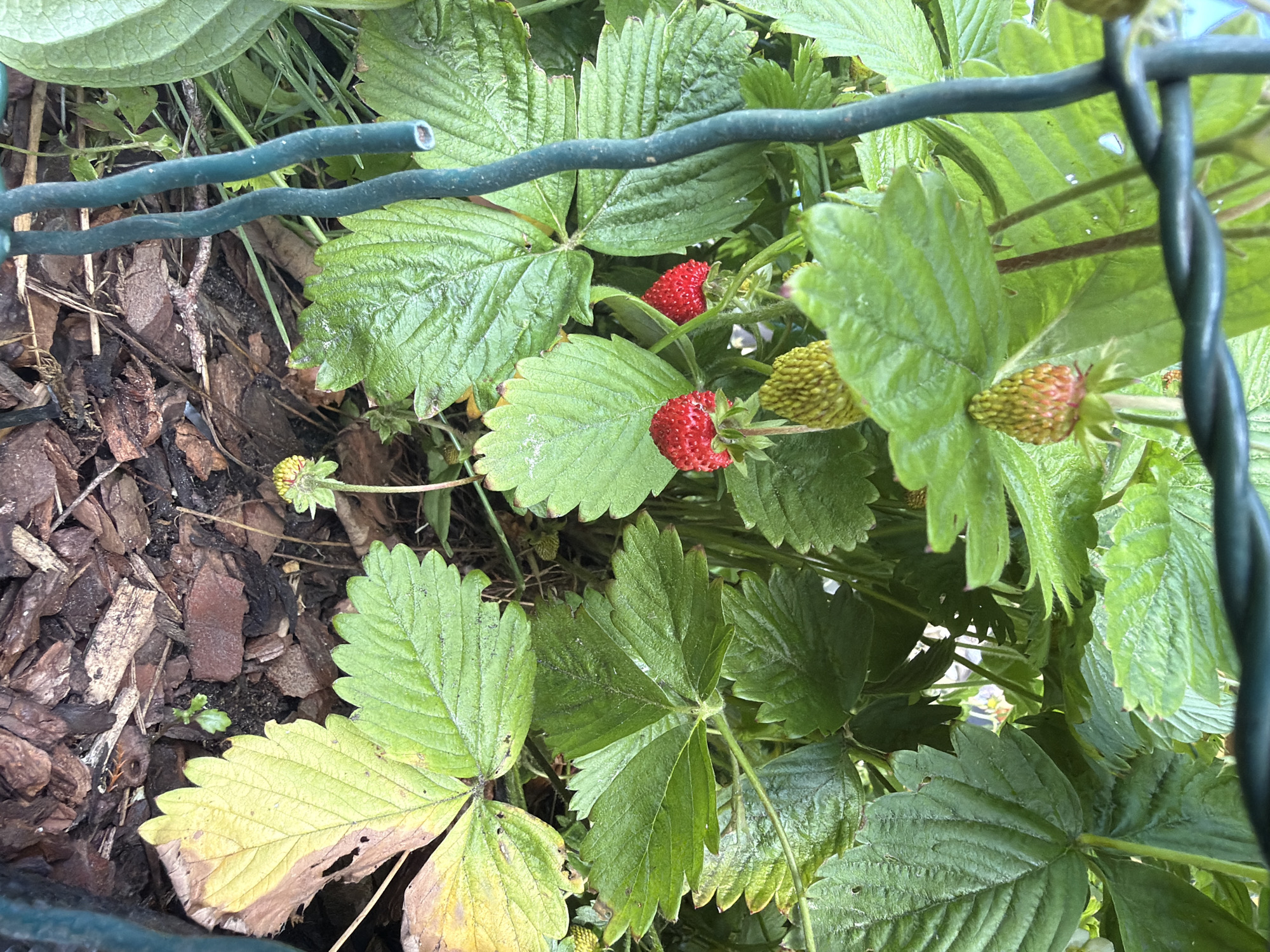 In Baloži, Latvia, a close-up, eye-level shot captures a strawberry plant growing amidst mulch and green foliage. Two ripe, red strawberries are visible, along with several unripe, green strawberries. The plant is supported by a green metal fence. The overall lighting suggests an overcast day.