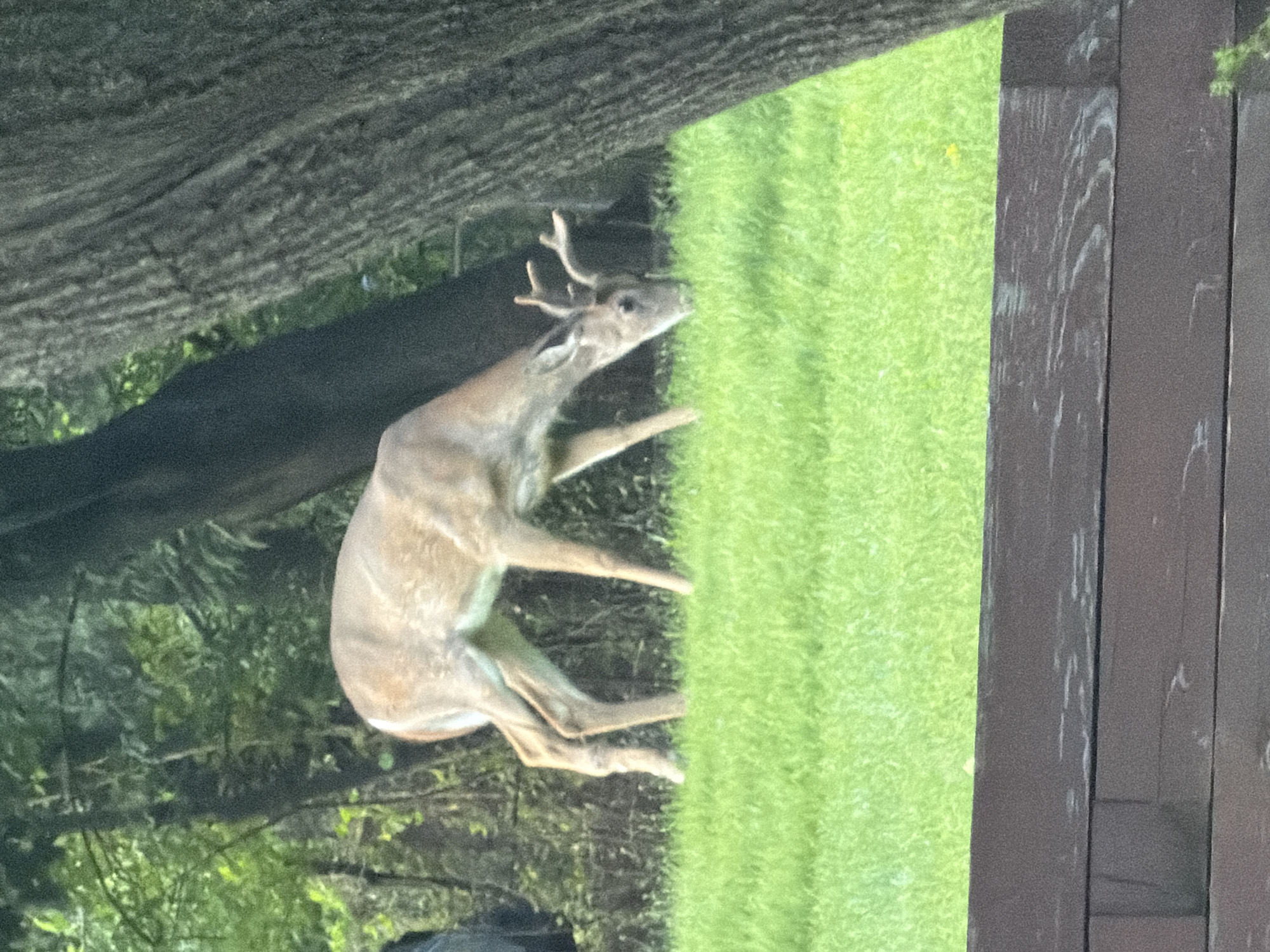 A young buck deer with small antlers grazes on a bright green lawn. The deer is light brown and its head is lowered to the ground. Behind the deer, a large tree trunk is visible on the right side of the image, and the background consists of dense green foliage and more tree trunks. In the foreground, a dark brown wooden railing runs horizontally across the bottom of the frame. The image appears to have been taken outdoors in a residential or park area, likely during daylight hours. The location is not specified in the image itself.