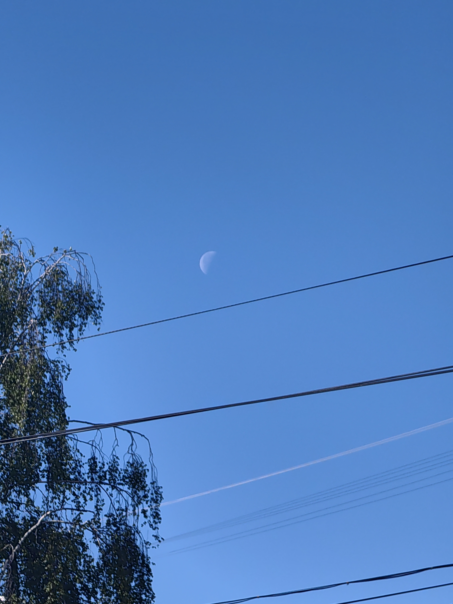 The image shows a clear blue sky in Chaikovsky, Russia, with a crescent moon visible. A tree with drooping branches is located on the left side of the frame. Several power lines run horizontally across the sky. A contrail from a passing aircraft is also visible, appearing as a thin white line parallel to the power lines.