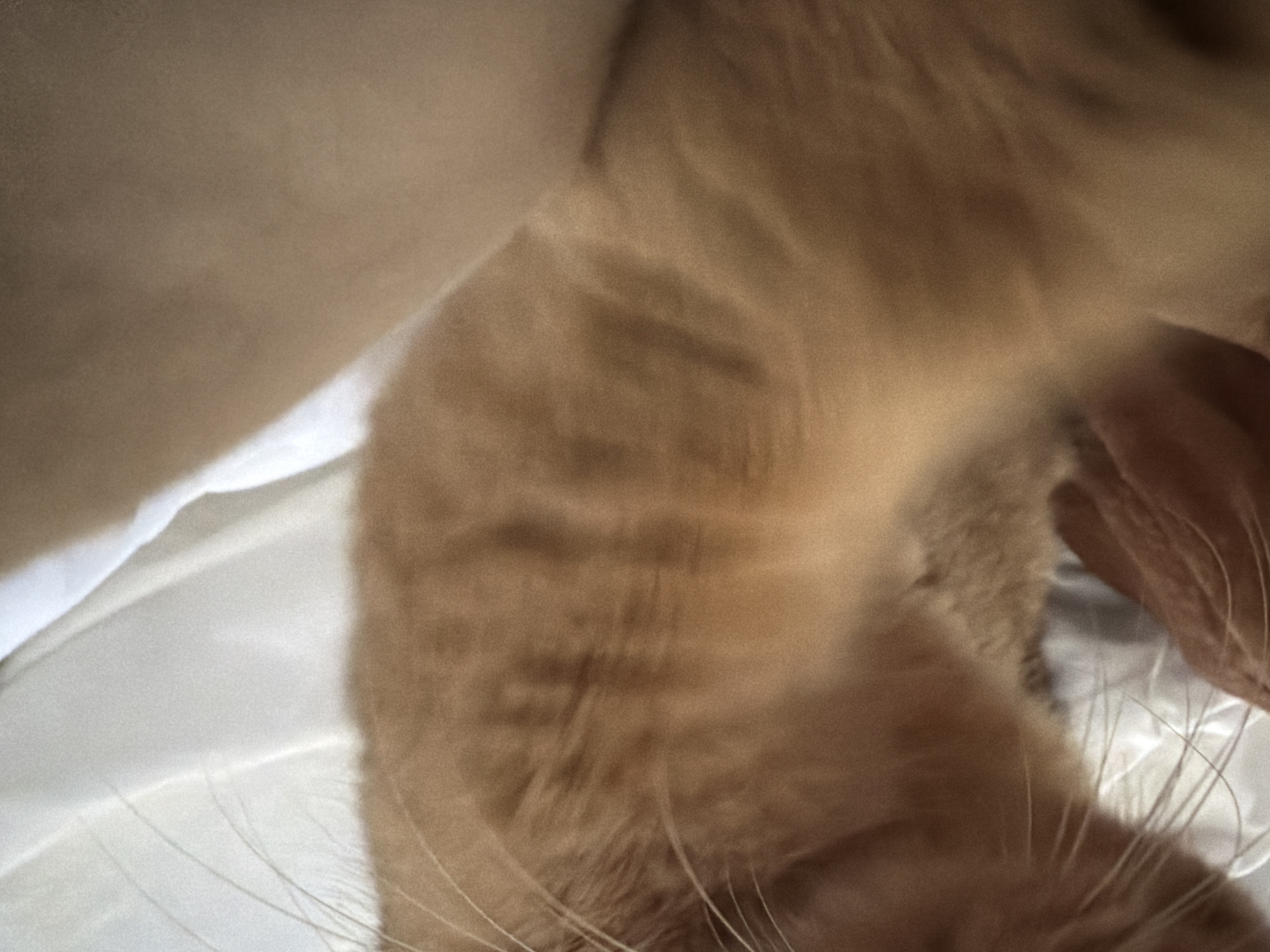 An extreme close-up, slightly out-of-focus, shot shows the side of an orange tabby cat's head and body, with whiskers visible. A person's hand is partially visible on the left, touching the cat. The cat is resting on a white, textured surface that appears to be bedding. The image does not contain any specific information to determine its location in the city of Đà Nẵng, Vietnam.