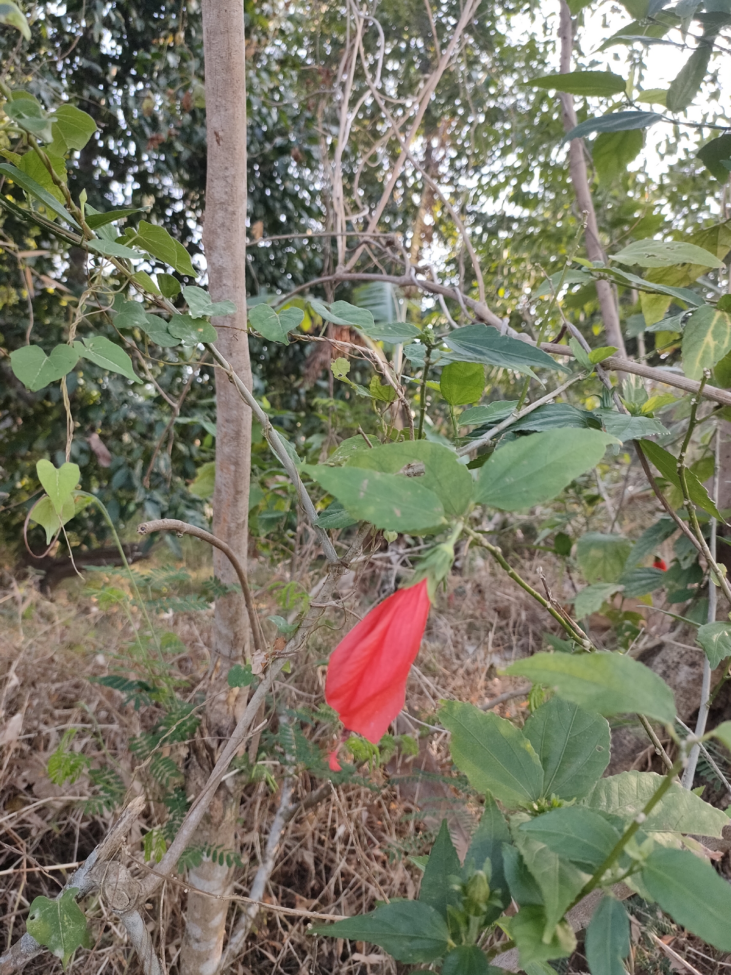 A close-up, eye-level shot captures a vibrant red hibiscus flower bud peeking from the lower right of the frame, its petals tightly closed. The background is a blur of lush green foliage and the textured bark of trees, with dappled sunlight filtering through the leaves, creating a soft, natural lighting effect. The scene is set in a natural environment, possibly a garden or park, and there are no people or man-made structures visible. The focus is on the delicate beauty of the flower and its surrounding greenery. The image provides a sense of tranquility and the simple elegance of nature.