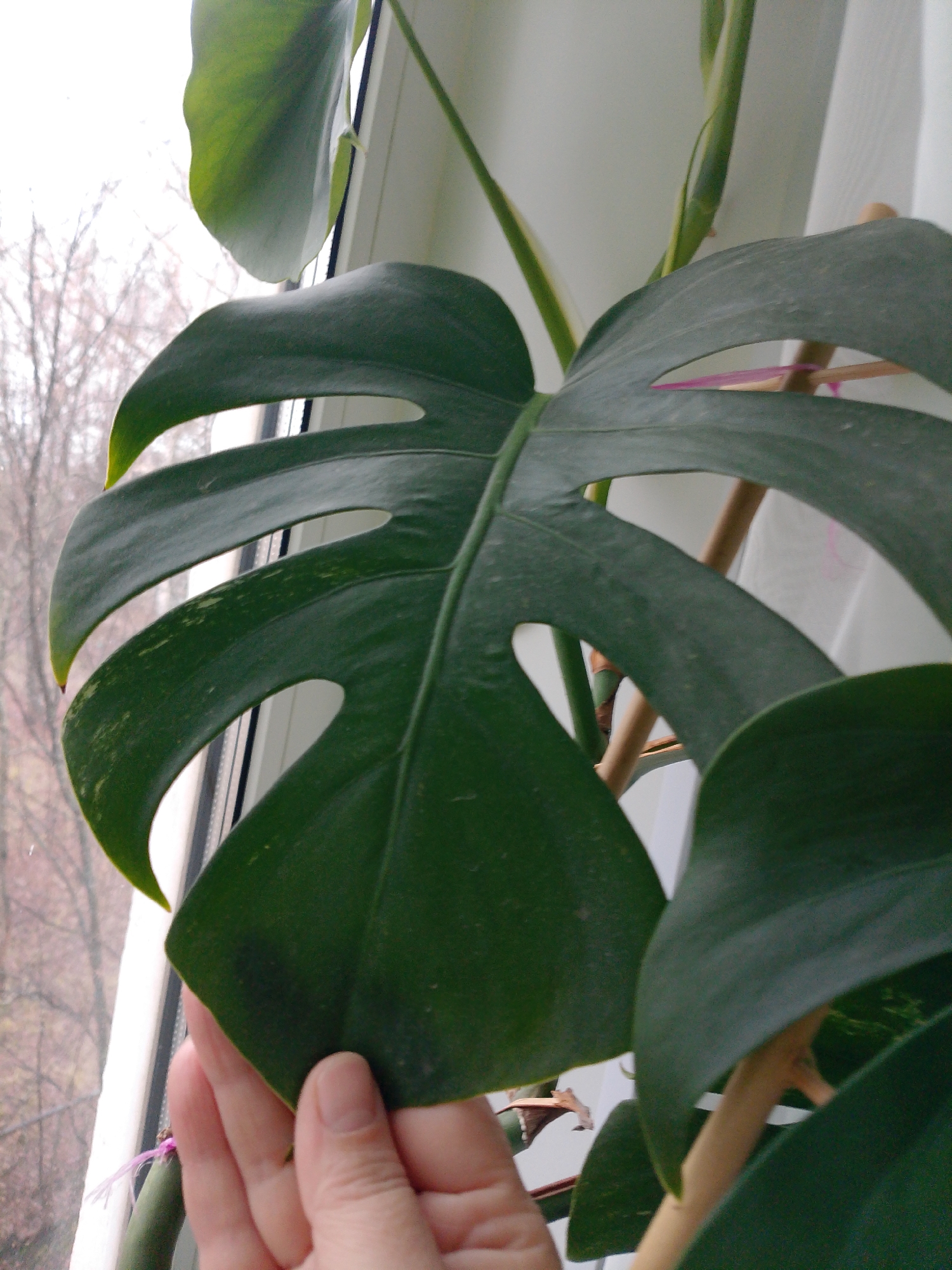 The image features a close-up view of a large, vibrant green Monstera plant positioned indoors by a window. A person's hand, with light skin and well-maintained fingernails, is gently supporting or touching the bottom edge of one of the plant's prominent leaves in the foreground.
The Monstera leaf displays its characteristic deep fenestrations (splits and holes) and a rich, dark green color, with some areas showing lighter green or yellowish mottling. Other leaves of the plant are visible around it, along with parts of its sturdy stems. A light brown support stake is visible behind the central leaf, secured to the plant with a bright pink tie or string.
Through the white-framed window, an outdoor scene of numerous bare tree branches against a bright, overcast sky is visible, suggesting a colder season like late autumn or winter. The light entering from the window illuminates the plant. The scene evokes a sense of nurturing and indoor gardening. There is no visible text in the image. The setting is an indoor space, likely a home, in Noviy, Russia, during daytime under cloudy weather conditions.