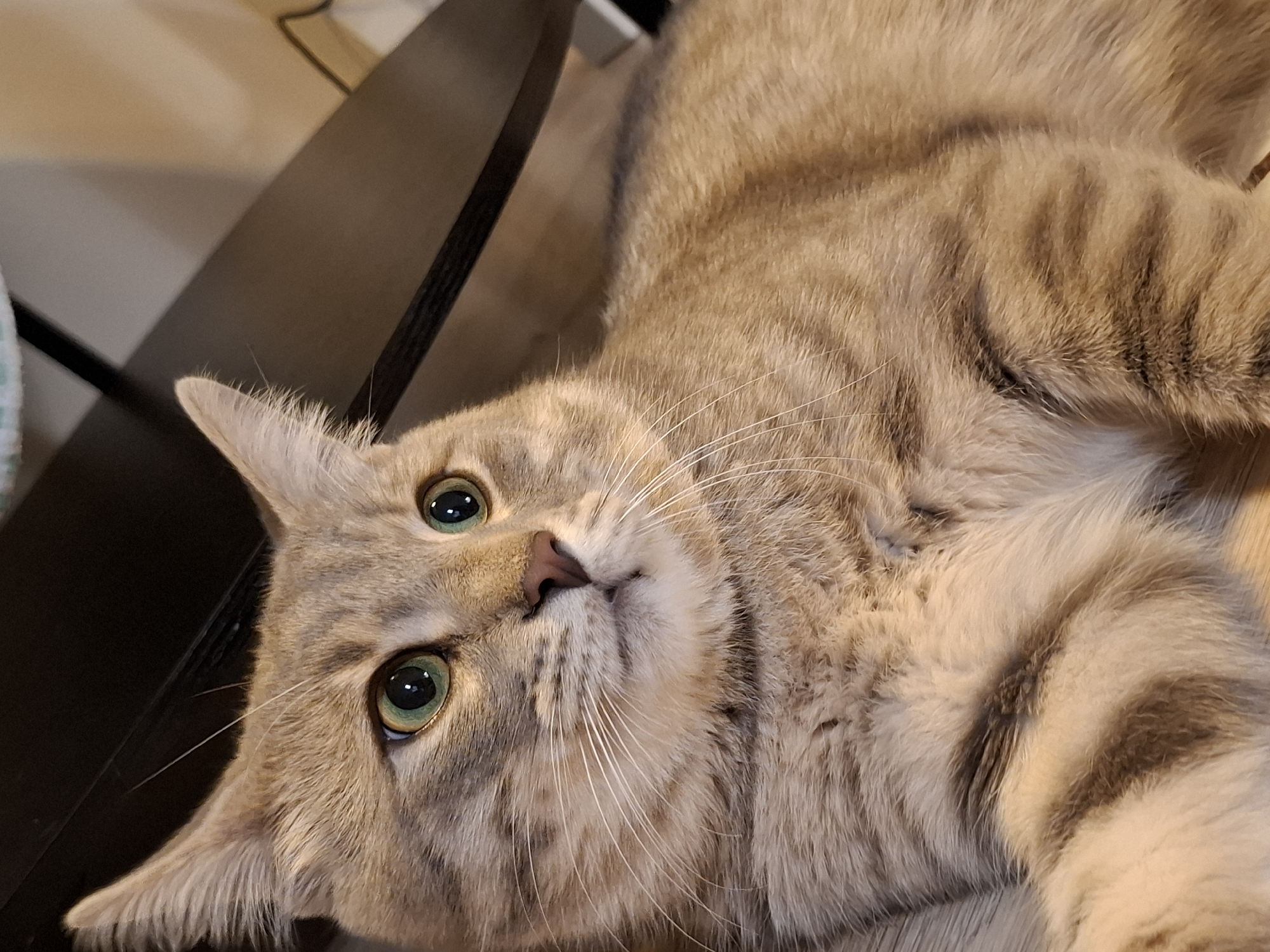 A close-up, eye-level shot captures a tabby cat with green eyes, its gaze directed slightly off-camera to the right. The cat is predominantly a light brown and gray color with distinct tabby markings across its body. Its ears are perked up, and its whiskers are prominent. The background consists of dark, blurred surfaces, suggesting an indoor environment. The lighting appears to be artificial, casting a warm glow on the cat's fur. There are no people visible in the image.