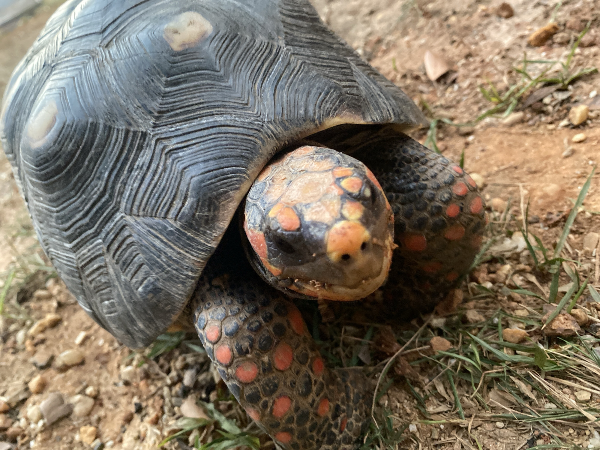 A red-footed tortoise is positioned in a close-up shot. Its dark gray carapace features textured ridges and tan-colored markings. The tortoise's head is mottled with orange and black patterns. Its legs are also covered in black and red spots. The background consists of brown dirt and scattered blades of green grass. The photo was taken in Tinaquillo, Venezuela.