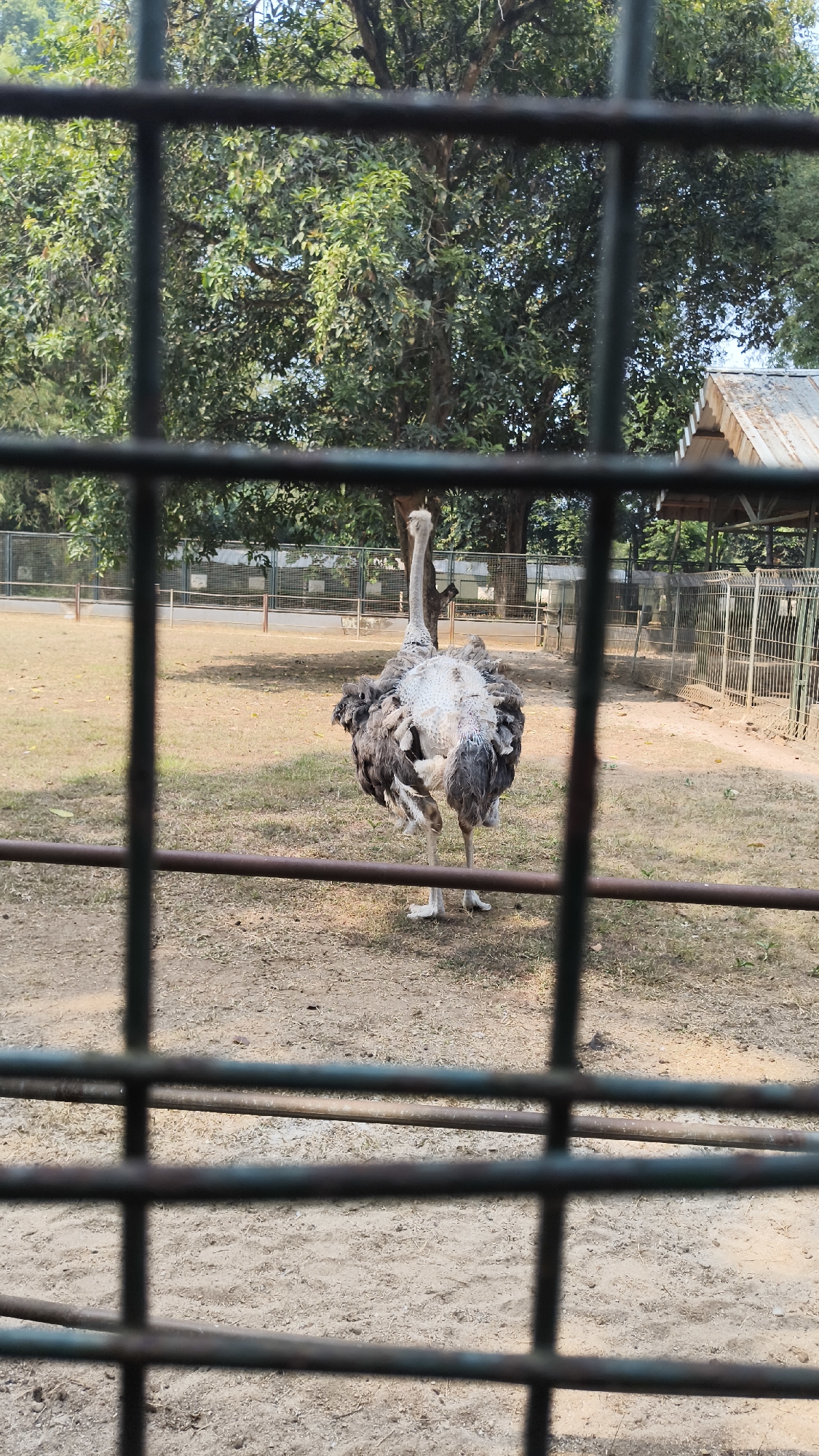 The image shows an ostrich standing in an outdoor enclosure with a metal fence in the foreground. The ostrich is facing away from the camera, displaying its white and grey plumage. The ground is a mix of dirt and sparse grass. In the background, there are trees, a fence, and a small building with a corrugated roof. The scene appears to be a zoo or wildlife park. The specific location in South Jakarta, Indonesia, cannot be determined from the image alone.