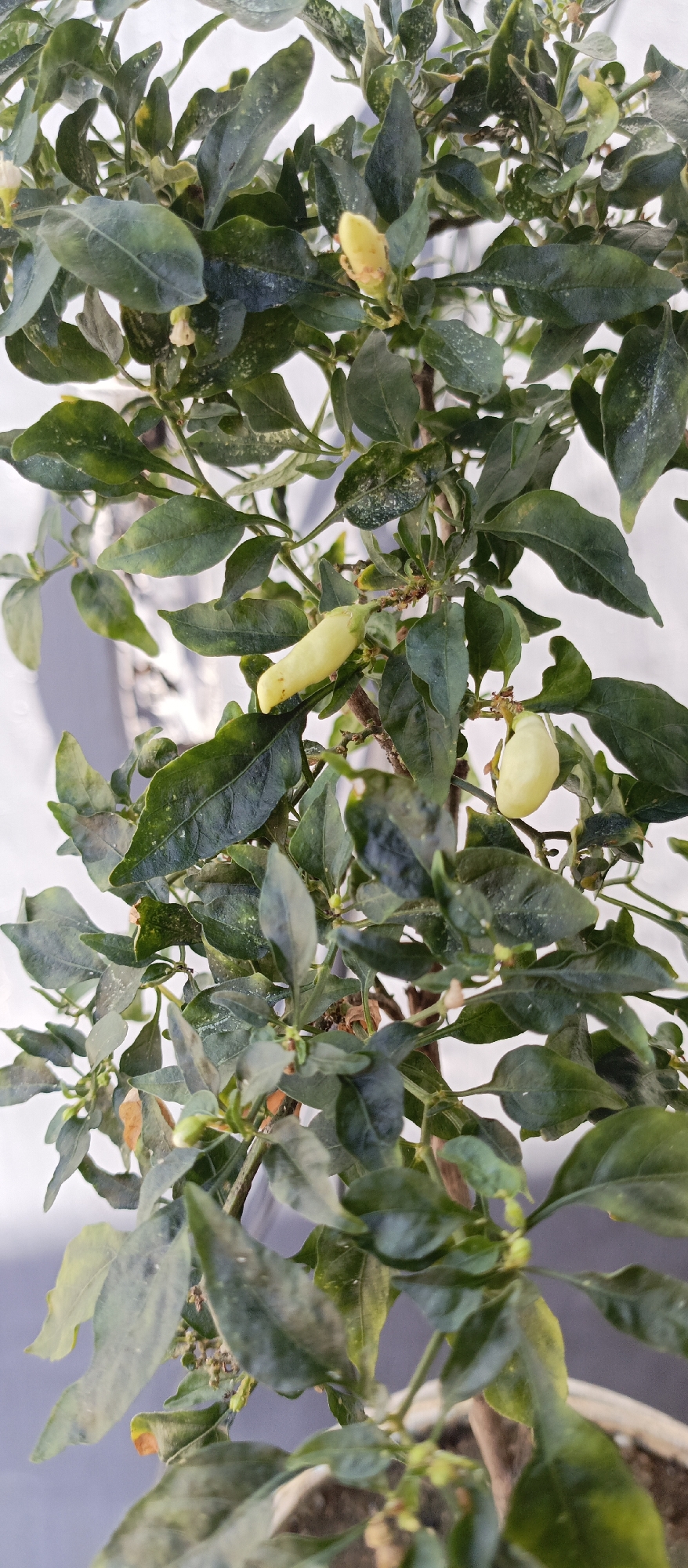 A close-up, eye-level, vertical shot shows a small chili pepper plant with light green peppers and dark green leaves. The peppers are oval-shaped and some are partially visible, while others are more fully exposed. The leaves are elongated and have a slightly glossy texture, with some appearing to be speckled with light-colored spots. The plant is set against a neutral, out-of-focus background that appears to be a light-colored wall or surface. The lighting is natural and even, highlighting the details of the plant. The overall impression is one of healthy growth and development of the plant.