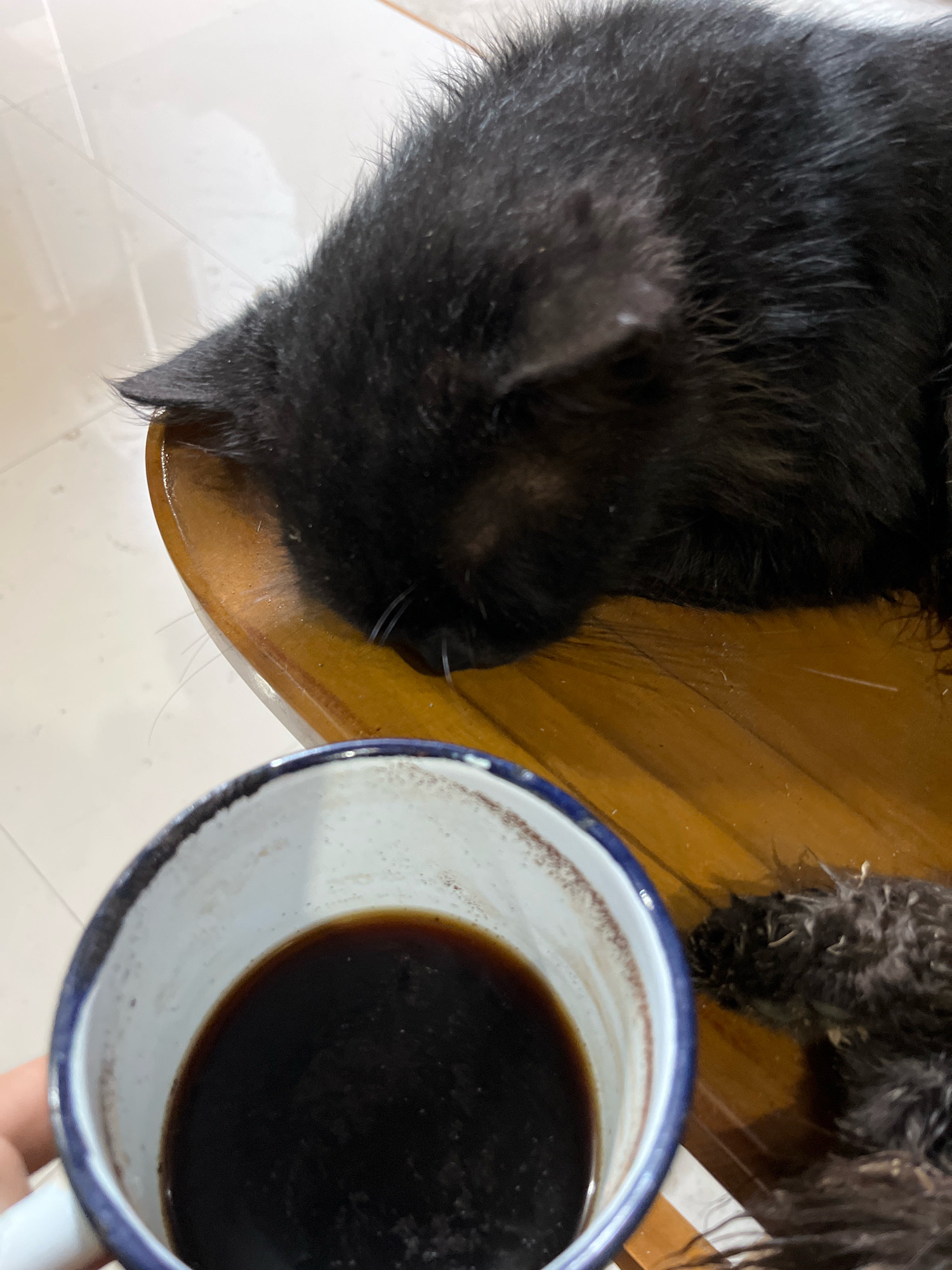 A close-up shot captures a black cat napping with its head down on a wooden table, positioned next to a white mug filled with dark liquid, likely coffee. The cat's fur appears dense and slightly disheveled. The wooden surface of the table shows visible grain and reflections. The background consists of a light-colored tiled floor, typical of indoor environments in Margoluwih, Indonesia. A human hand is partially visible on the left, holding the mug. The scene depicts a moment of quiet repose, with the cat undisturbed by the presence of the beverage.