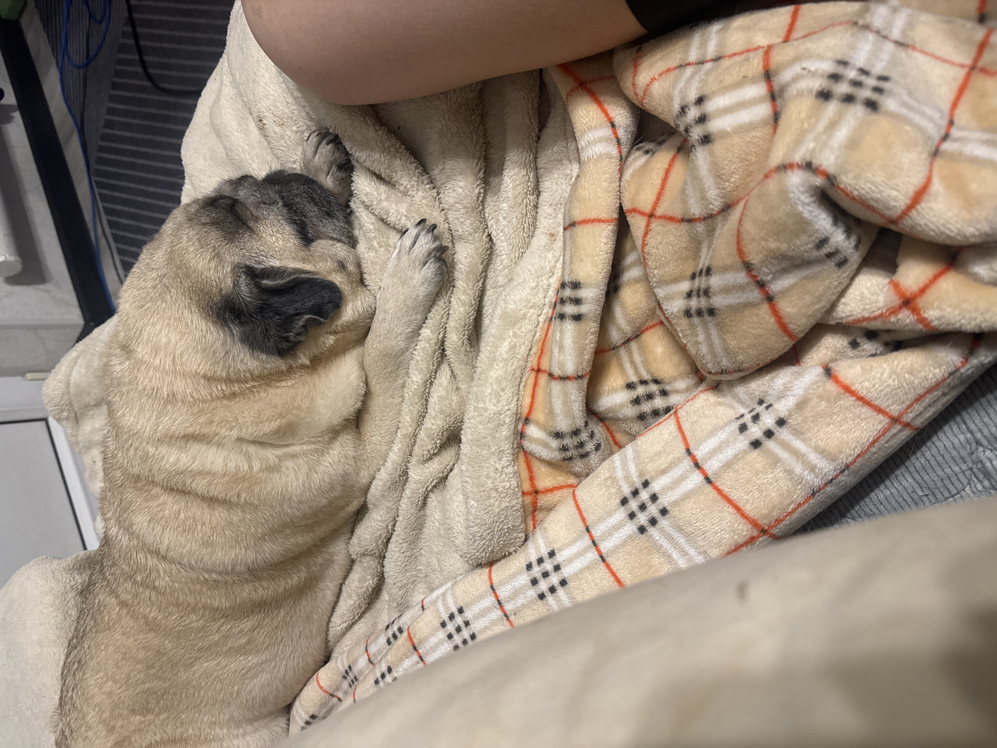 A tan pug is asleep on a plush blanket. The pug is lying on its side, with its head resting on its paws. A person's leg is visible to the right of the pug, partially covered by a plaid blanket. The scene appears to be indoors, possibly in a living room or bedroom. There is no indication of the location being in Bishkek City, Kyrgyzstan.