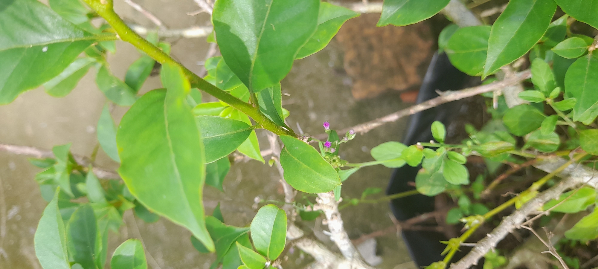 The image depicts a close-up of a leafy plant, possibly located in Buketteukuh, Indonesia. The plant has a green stem with numerous green leaves of various sizes and shapes. There are also some small, purple flowers visible on one of the branches. The plant is potted in a black container, which is partially visible in the background. The background is blurred and out of focus, but it appears to be an outdoor setting with natural light. The overall impression is one of a healthy, thriving plant in its natural environment.