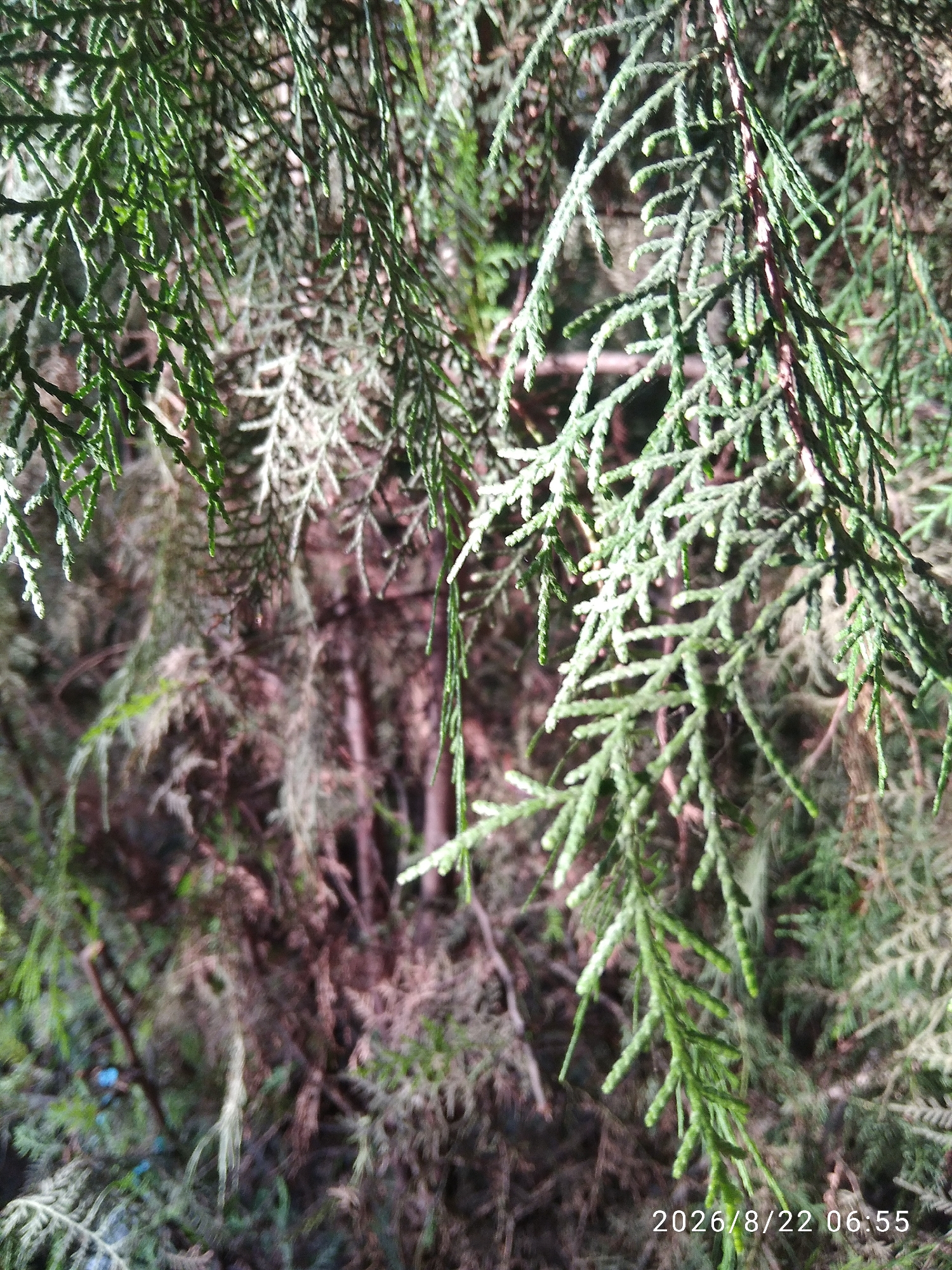 The image is a close-up, outdoor shot of evergreen coniferous branches, likely from a cedar or cypress tree, with soft, diffused lighting. The branches are a vibrant green, with delicate, feathery foliage. The background is blurred, showing a dense, organic texture of similar branches and organic matter in shades of brown and muted green, suggesting a forest or heavily wooded area. In the bottom right corner, a timestamp reads "2026/8/22 06:55". There are no people or discernible man-made objects in the scene, besides the timestamp. The image does not provide any specific visual cues to pinpoint a location within Tashkent, Uzbekistan, as it depicts a natural, generic botanical scene.
