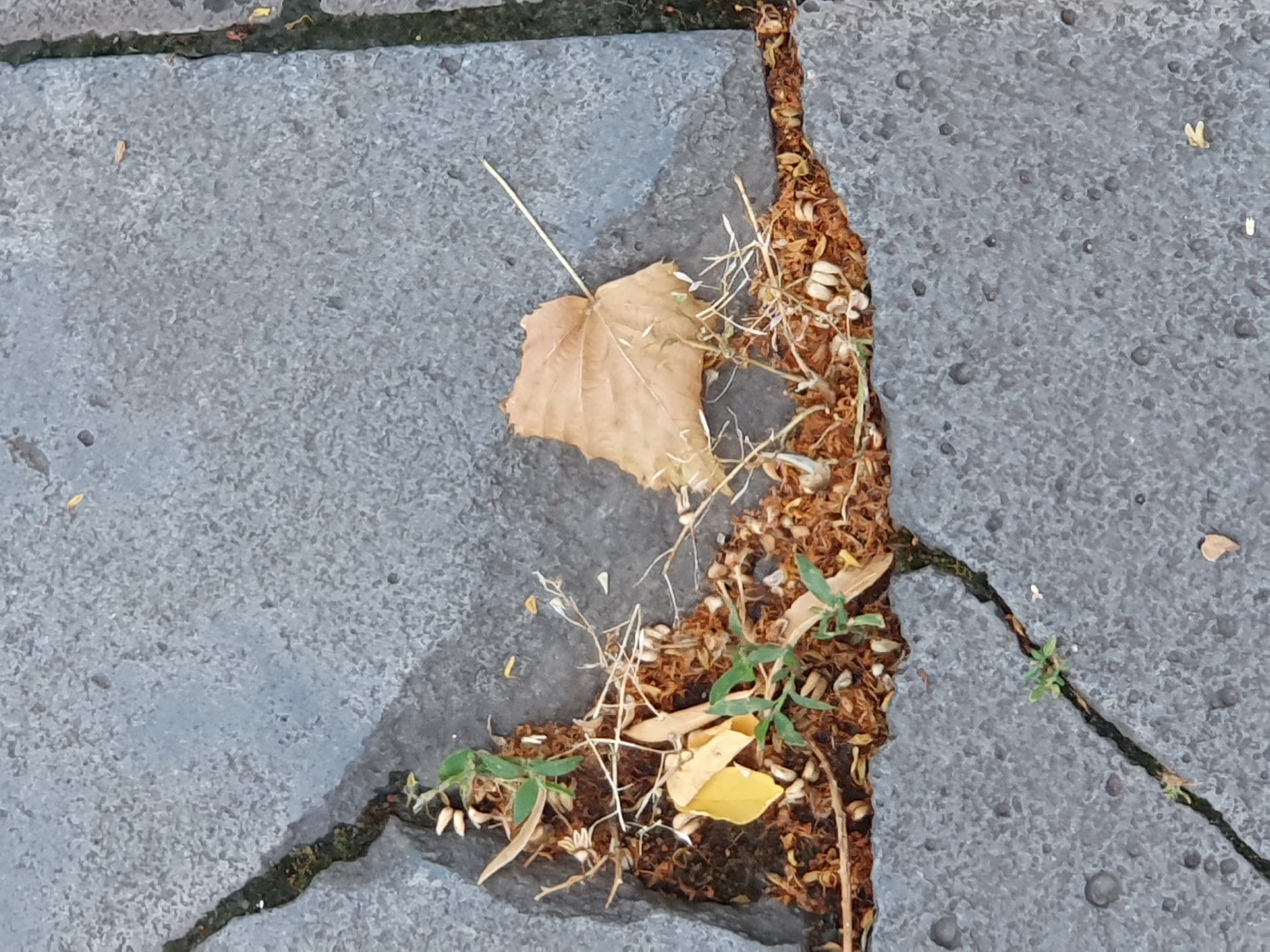 An overhead, medium shot shows cracked, gray paving stones in an outdoor urban environment. In the center of the frame, a triangular-shaped gap between the paving stones is filled with loose dirt, brown leaves, dry grass, and a few small green sprouts. A single dried, tan-colored leaf rests on the paving stone to the right of the gap, its stem extending into the gap. The paving stones are rough in texture and appear to be weathered. The overall lighting suggests it is daytime, with soft shadows. No people or animals are visible.