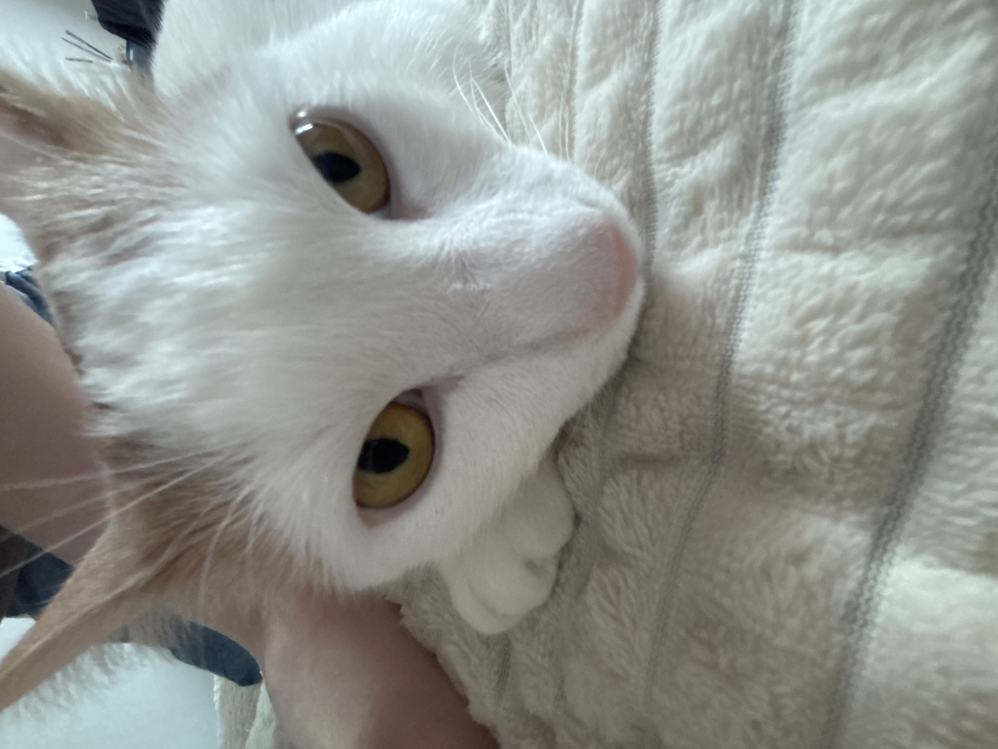A close-up, high-angle photograph shows the face of a white and light orange cat with yellow eyes. The cat is lying on a soft, textured, white blanket with gray stripes. A person's hand is visible holding the cat. The cat appears relaxed. The location is not discernible from the image. There is no evidence to suggest that this photo was taken in Vsevolozhsk, Russia.