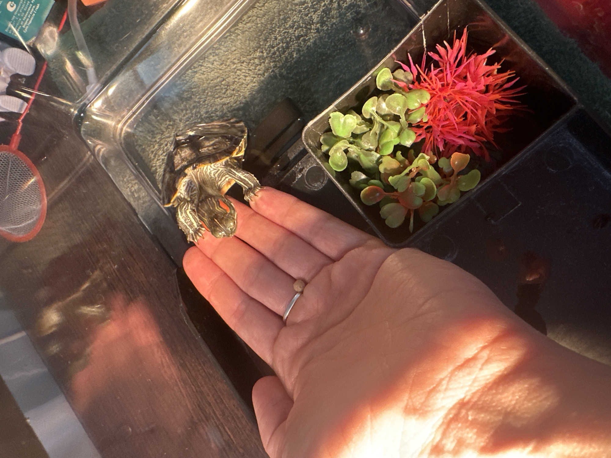 A red-eared slider turtle is held in a person's palm, its body partially visible against a dark background. The turtle has green and yellow stripes on its head and shell. The person's hand is positioned in the lower left of the frame, with a silver ring on their ring finger. To the right of the hand, there is a small, black container with artificial plants, one red and spiky, the other with green leaves. The scene appears to be indoors, with a wooden surface in the upper left reflecting sunlight. The environment is not definitively identifiable to a specific city like Novoaltaysk, Russia.
