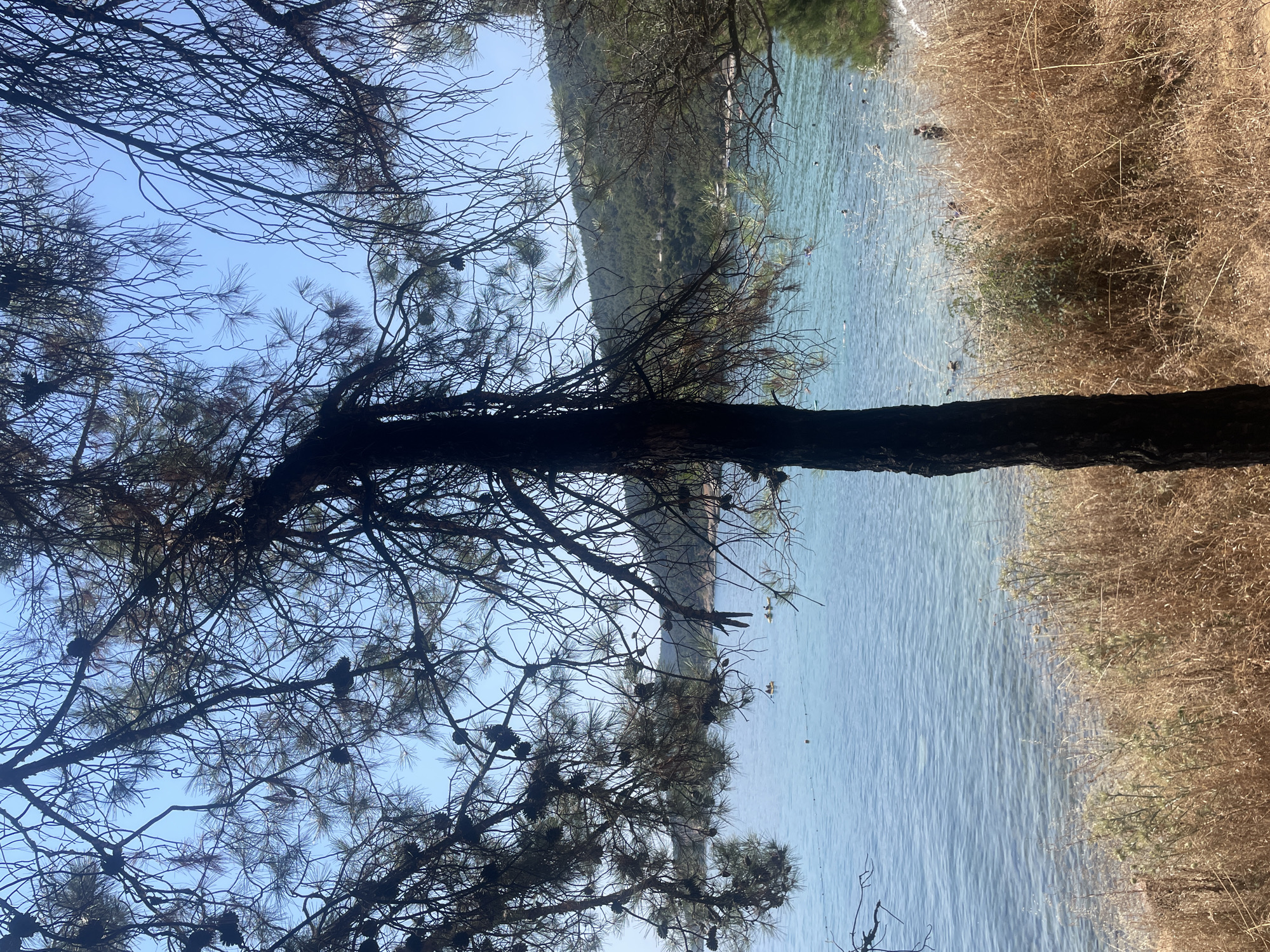 The image depicts a natural scene near the city of Keşan, Turkey. In the foreground, the silhouette of a dark tree trunk and branches, adorned with pinecones, partially obscures the view. The ground is covered with dry, golden-brown grass and vegetation. Beyond the dry grass, a body of calm, clear blue water stretches out, with gentle ripples on its surface. In the water, several individuals are visible, some appearing to be swimming or wading, and a few are on small inflatable rafts. A thin, orange buoy floats in the distance. The background consists of a lush, green, tree-covered hillside under a clear blue sky. The overall impression is of a tranquil coastal environment.