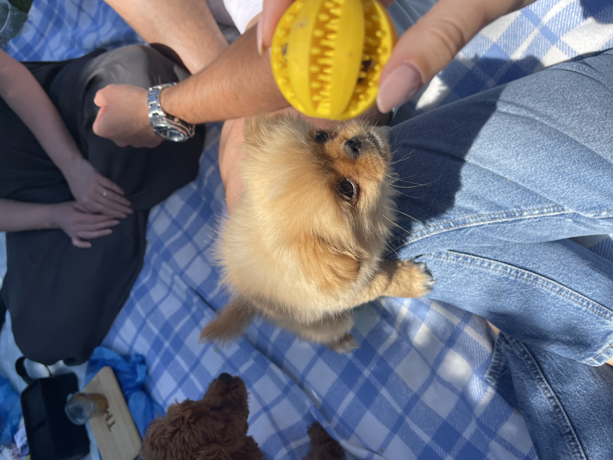 The image captures a sunny outdoor scene, possibly a picnic. A small, light brown puppy is the focal point, held by someone wearing blue jeans. A yellow, textured ball toy is held in front of the puppy, suggesting interaction. A person's hand, with manicured nails, is visible near the ball. To the left, partially visible, are a person in dark clothing, a wristwatch on another person's wrist, and another dog that is brown. A blue and white checkered blanket covers the ground. Other picnic items, including a wooden tray and a dark container, are also present. Given the setting and outdoor nature, it is reasonable to infer the location is a park or green space in Sofia, Bulgaria, if that context is required.