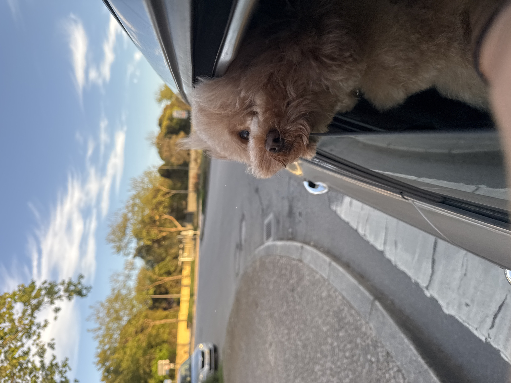 A tan dog has its head out the window of a silver car. The car appears to be driving on a street in Vila Nova de Gaia, Portugal. There are trees and other cars visible in the background. The sky is blue with some clouds.