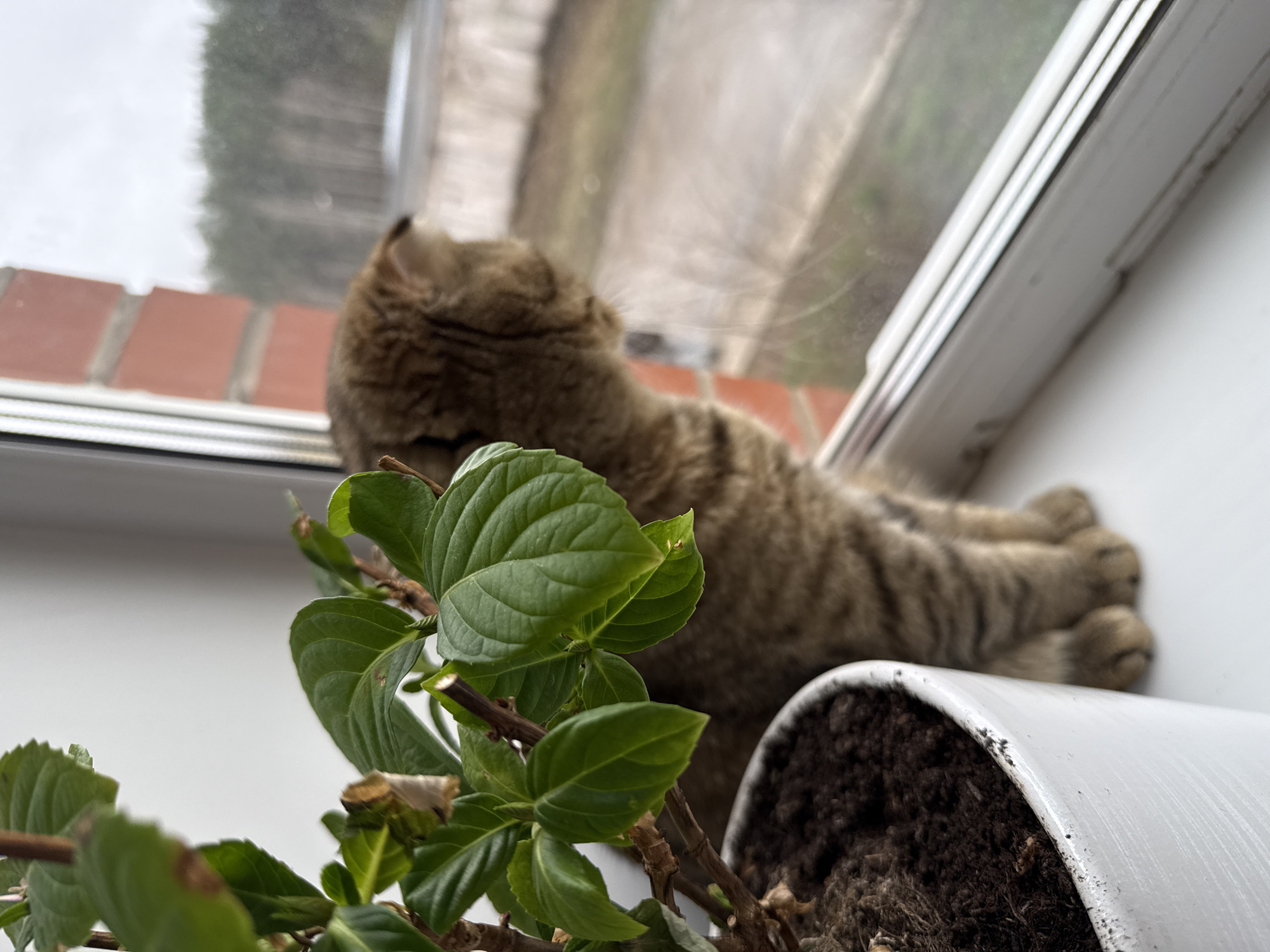 A brown tabby cat rests on a white windowsill behind a houseplant in a white pot. The windowsill is in front of a window that looks out onto a brick building and trees. The city and country are unknown.