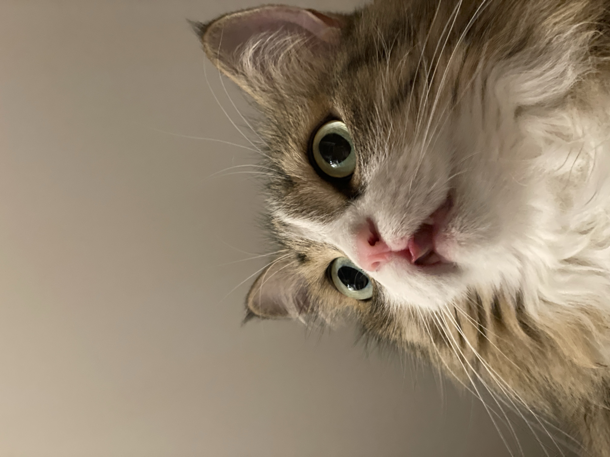 A close-up, low-angle shot shows a fluffy, long-haired cat peering down towards the camera. The cat has a predominantly white face with patches of brown and grey fur around its ears and head. It has large, round green eyes and a pink nose. The cat's mouth is slightly open, revealing a small portion of its tongue. The background is a plain, light grey surface. No information related to the location in the city of Izhevsk, Russia, is discernible.