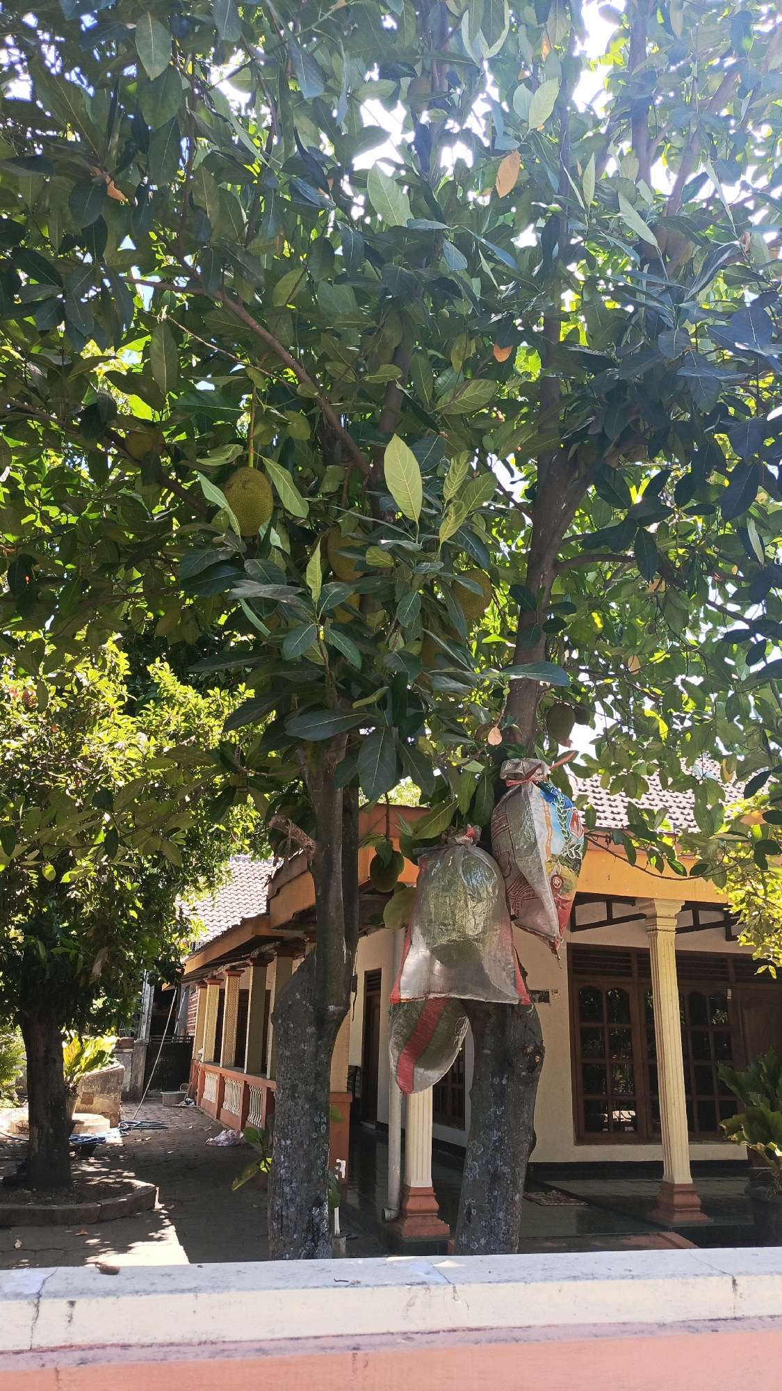 In the city of Kertosari, Indonesia, this image captures a jackfruit tree laden with fruit, some of which are encased in protective plastic bags. The tree stands in the yard of a house, partially obscuring the building. The house features a yellow facade with a tiled roof and wooden-framed windows and doors. Pillars adorn the front porch. The ground is paved, and a white wall is visible in the foreground. Sunlight streams through the leaves of the jackfruit tree, creating a dappled effect on the scene.