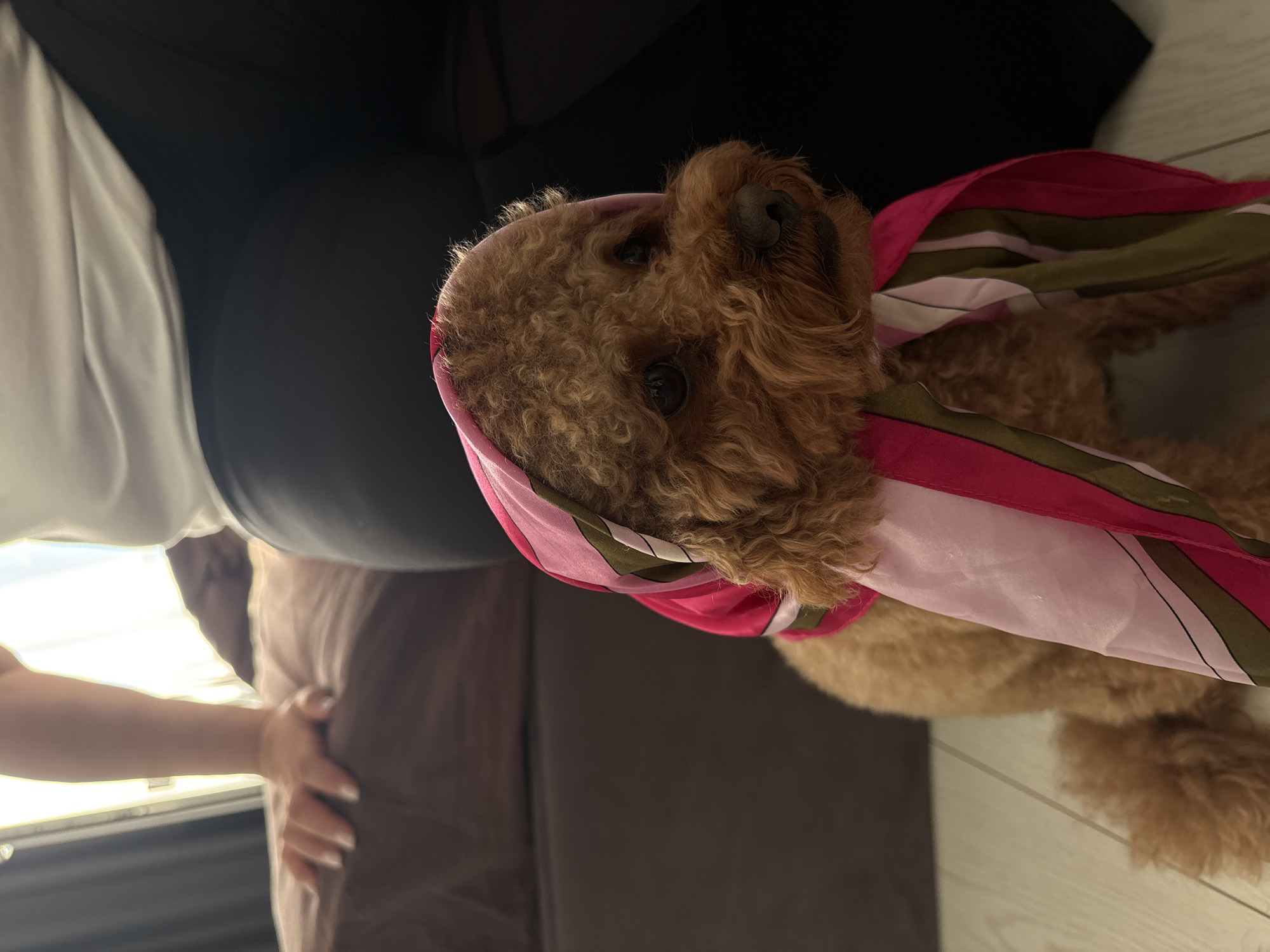 A medium shot shows a poodle with a pink and green patterned scarf draped around its head and neck. The dog is positioned in the foreground, facing to the right, with its body partially visible. Behind the dog, a person's arm and hand, with manicured fingernails, rest on a brown surface, possibly a bed or sofa. The background consists of dark furniture and a bright window, with a hint of curtains. The floor appears to be light-colored wood. The image is taken indoors, likely in a residential setting. There is no specific indication of the location in Goluboe, Russia.