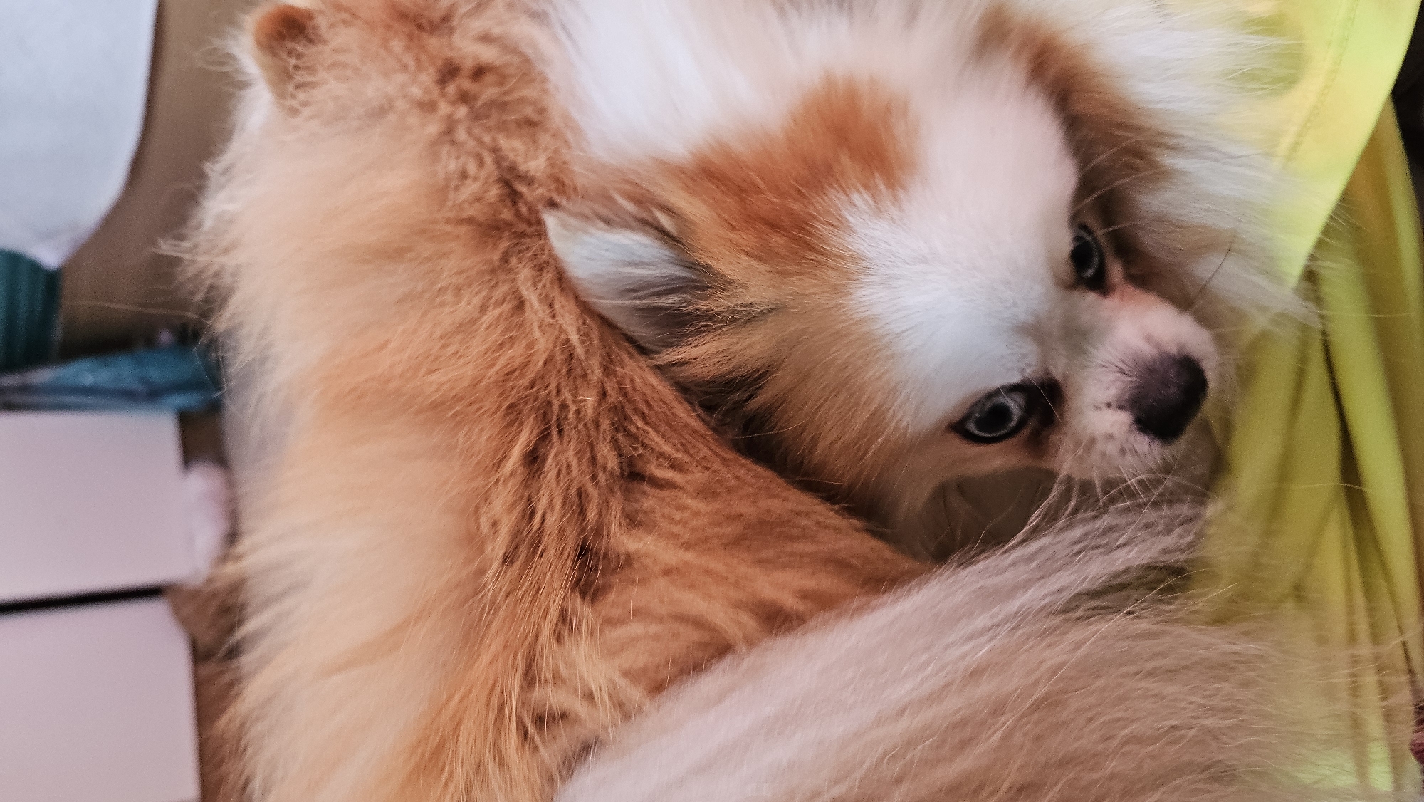 The image is a close-up shot of two Pomeranian dogs. One dog is mostly visible, curled up with its head resting on the other dog's fur. The visible dog has white and orange fur, with dark eyes and a dark nose. Its fur is fluffy and slightly messy. The second dog, whose fur is mostly visible, has orange fur and appears to be larger or positioned in front of the first dog. The dogs are lying on a bright yellow surface, possibly a blanket or cushion. The background is out of focus but suggests an indoor environment with some light-colored furniture and possibly a blue object. The scene is intimate and appears to capture the dogs resting together. There is no indication of Baan Chaweng, Thailand in the image.