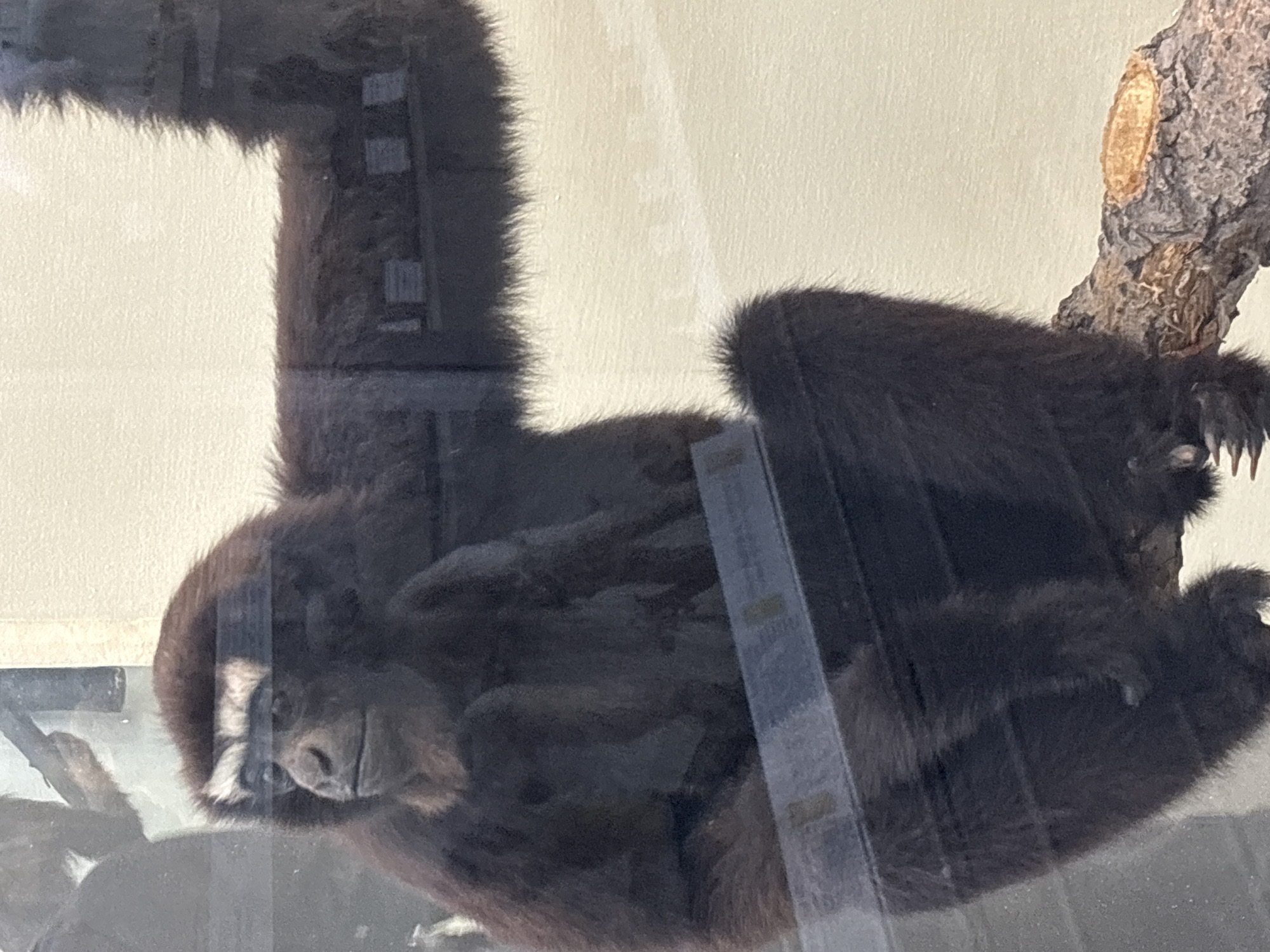 The image shows a dark-furred gibbon seated on a tree branch. The gibbon is viewed from the front, facing left with its head turned slightly towards the camera. It has a white stripe above its eyes. Its left arm is extended horizontally to the right, and its right arm is bent, resting on its leg. The gibbon's fur appears thick and shaggy. The background is a light, textured wall. In the foreground, a horizontal reflective surface, likely glass, obscures the lower part of the gibbon and the branch. The overall scene suggests an enclosure, possibly in a zoo or wildlife sanctuary. There is no specific indication of the city of Saint Petersburg, Russia.
