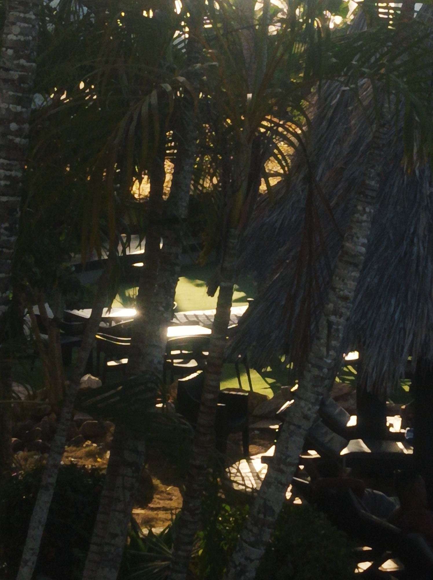 The image appears to be a view through palm trees, possibly in a tropical or subtropical location. There is a glimpse of a light-colored area, perhaps sand or a building, visible through the trees. The light suggests it may be daytime with sunlight filtering through the foliage. The scene has an overall natural and possibly recreational or resort-like atmosphere, but lacks distinct landmarks needed to identify the precise location within Porlamar. Due to the obscured view, the scene does not show any apparent actions or direct interactions.