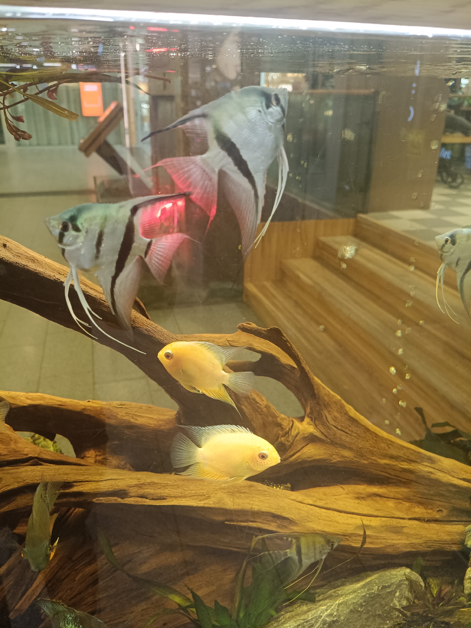 The image depicts an aquarium with several fish. Prominently featured are angelfish with black and silver stripes, and two yellow cichlid-type fish. The aquarium contains driftwood and some aquatic plants. In the background, through the glass, a blurred interior with wooden stairs and an orange object is visible. The overall environment suggests an indoor setting. The location is identified as Narva, Estonia.