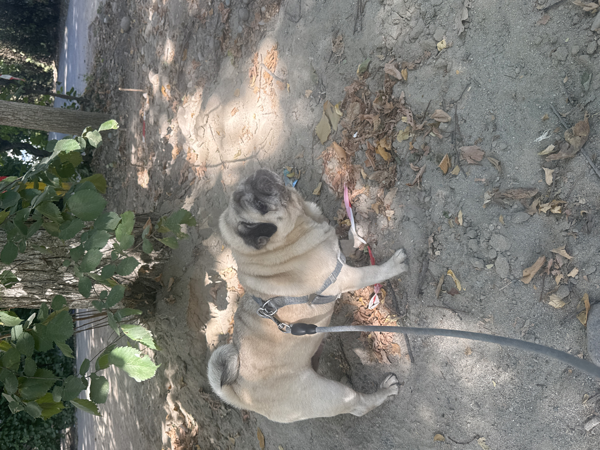 A fawn-colored pug dog is standing on a dirt path in a park in Bishkek, Kyrgyzstan. The dog is wearing a gray harness and a leash. The dog is facing to the right, with its head turned slightly to the left. The ground is covered with dirt, leaves, and small stones. In the background, there is a tree with green leaves, and sunlight is filtering through the leaves, creating dappled shadows on the ground. There is also a road in the background. The overall scene is outdoors, and the weather appears to be pleasant.