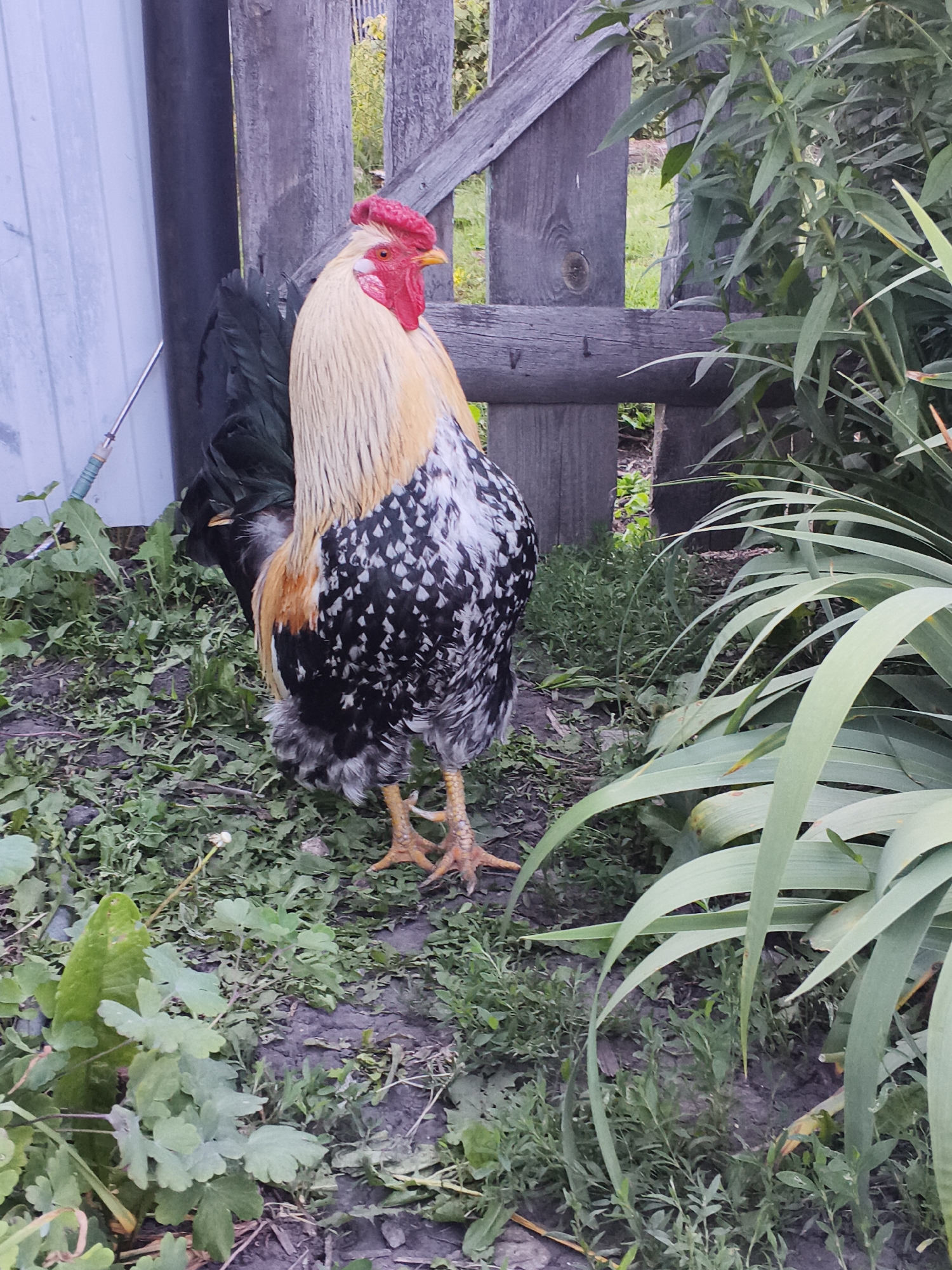 A rooster stands in a yard, facing the camera. It is a large bird with a red comb and wattles, yellow beak, and striking black, white, and gold plumage. Its tail feathers are black, and its legs are a pale orange. The rooster is standing on a patch of dirt and grass, surrounded by various green plants and weeds. In the background, a rustic wooden fence is visible, with a section of a white building to the left. The fence is made of rough, weathered planks, some of which are horizontally placed to create a sturdy barrier. Beyond the fence, a hint of greenery suggests trees or other foliage. The lighting suggests it is daytime, likely overcast or late afternoon, as there are no strong shadows. The setting appears to be a rural or suburban backyard. There is no discernible text in the image.