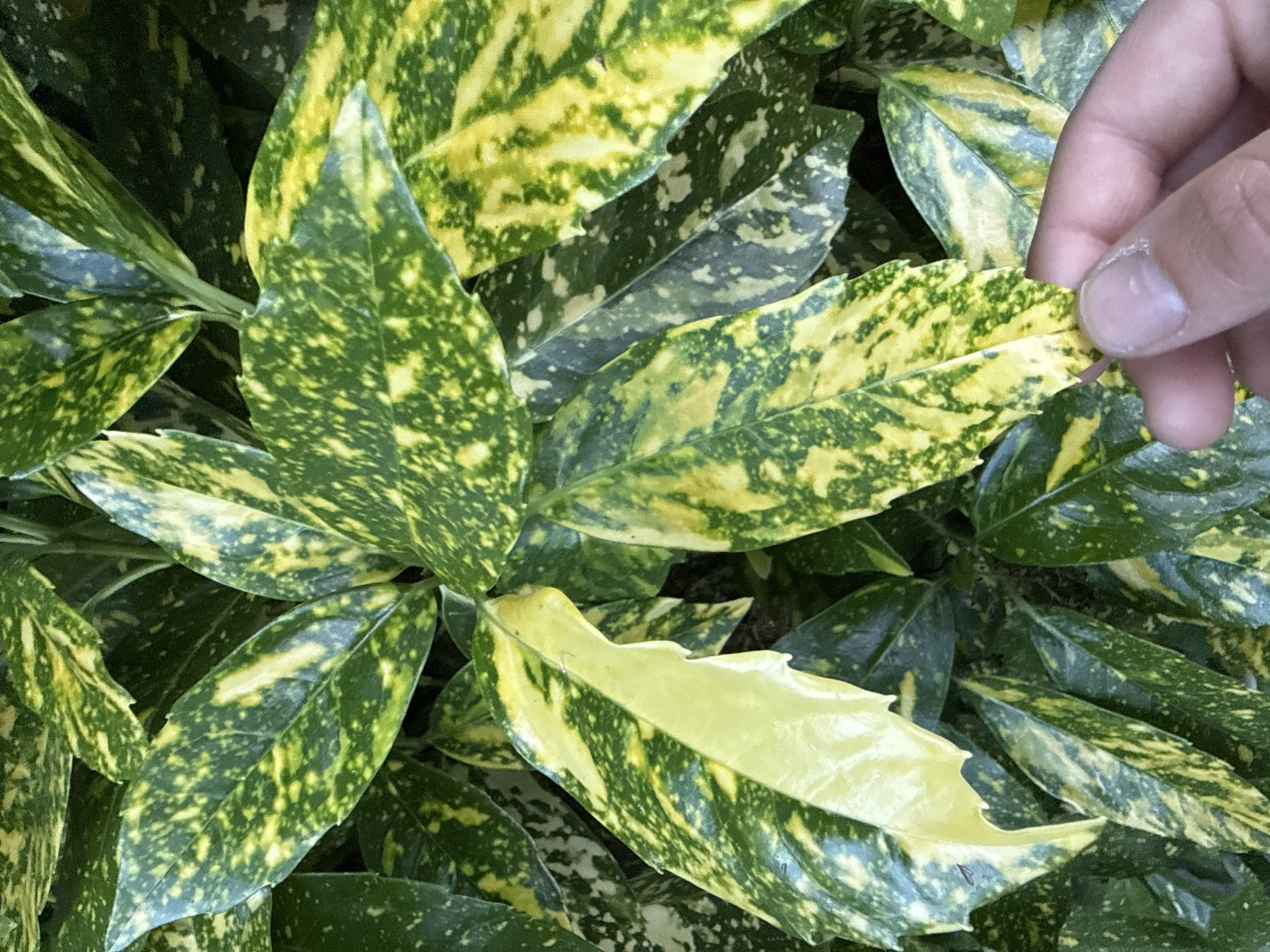 A close-up shot focuses on a cluster of Aucuba japonica 'Variegata' leaves, commonly known as spotted laurel or gold dust plant. The leaves exhibit a mix of green and yellow variegation. A human hand, partially visible on the right side of the frame, is touching a leaf. The leaves appear healthy and well-hydrated. The absence of clear landmarks makes it impossible to pinpoint the exact location within Burgas, Bulgaria, without additional information.