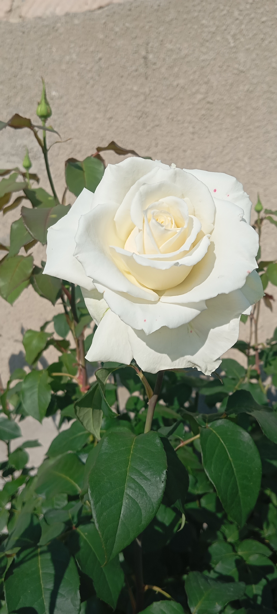 An outdoor, eye-level shot showcases a pristine white rose in full bloom, its delicate petals unfurling to reveal a creamy yellow center. The rose is positioned slightly off-center to the right, dominating the frame. Its thorny stem, adorned with dark green leaves, supports the flower and extends downwards. To the left of the rose, two green rose buds are visible, one larger and pointed upwards, the other smaller and nestled lower down. The rose bush is set against a neutral, beige-colored wall, which appears to be slightly textured. The lighting suggests a sunny day, casting soft shadows from the leaves onto the wall. The image has a natural, unedited feel, with a few small reddish-pink flecks subtly present on some of the rose petals. The scene is consistent with a garden or outdoor planting in a residential area. The specific location is Baksan, Russia.