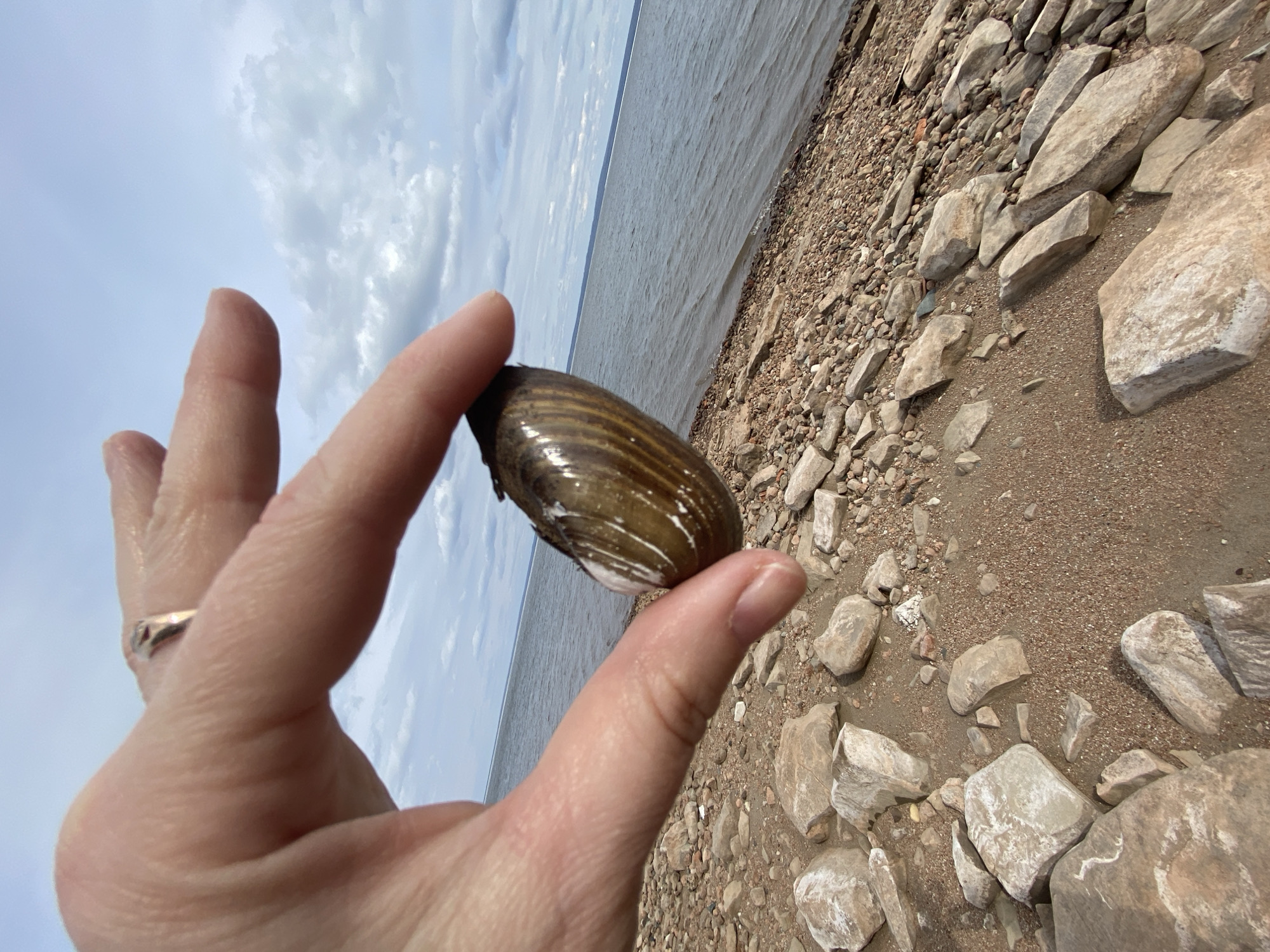 A hand holds a mussel shell near a rocky shoreline with a large body of water in the background under a cloudy sky. The location is Noviy, Russia.