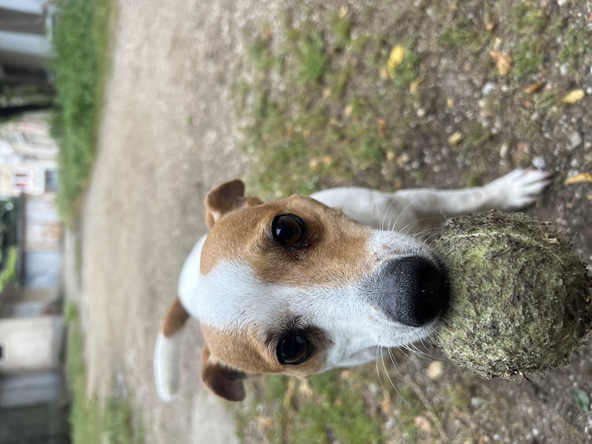 A tan and white Jack Russell Terrier dog is lying down outside in Plovdiv, Bulgaria, holding a green tennis ball in its mouth. The dog is positioned on a gray gravel surface with patches of green grass and a few fallen leaves. In the background, a blurred path leads towards buildings covered with green vines.
