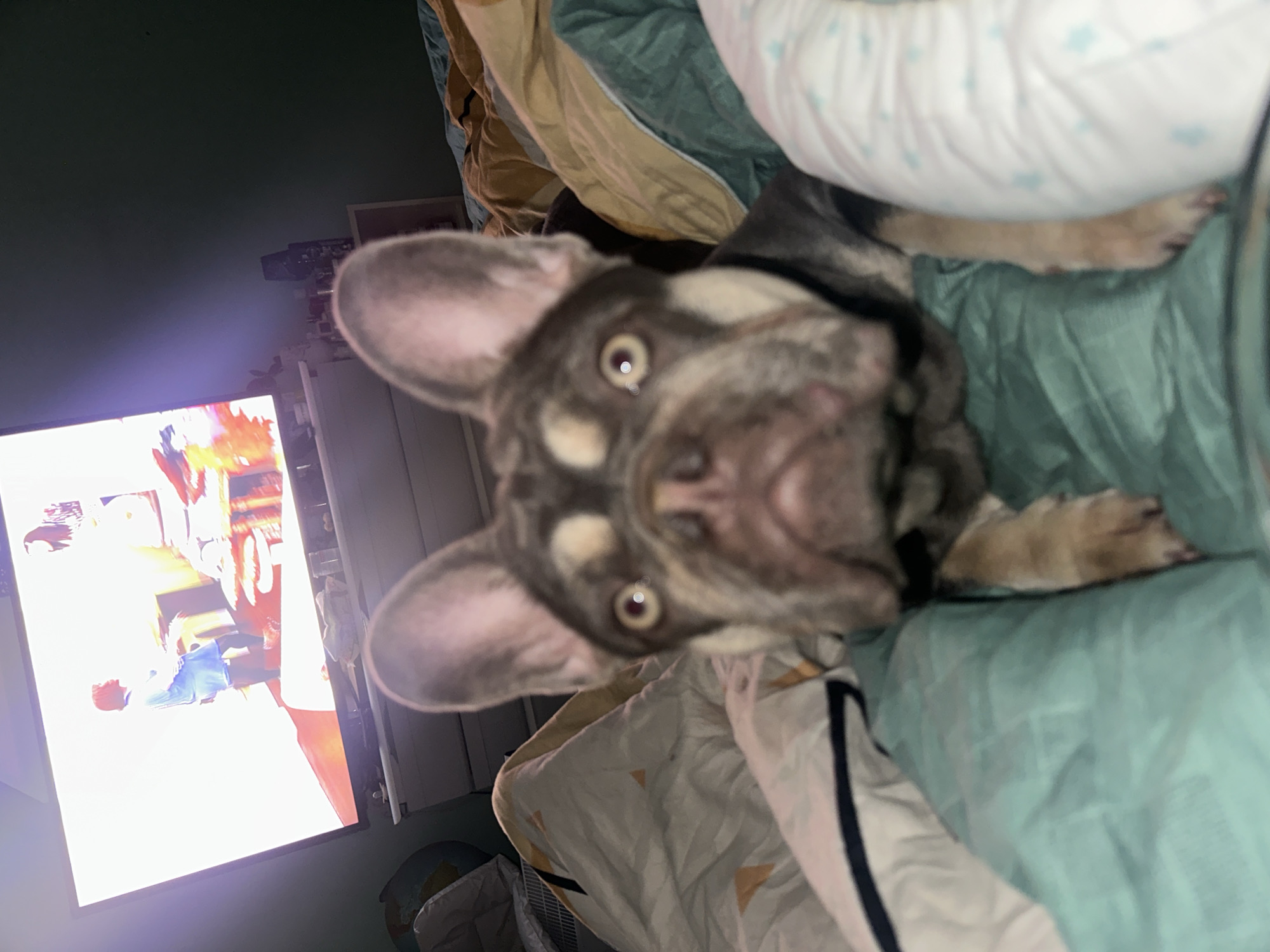 The image captures a close-up, upward-angled view of a French Bulldog looking directly at the camera, rotated 90 degrees clockwise. The dog, with a mottled grey-brown and light tan/cream coat, dominates the foreground, its wide, dark eyes reflecting bright light. Its large, pointed ears are erect, and its snout is slightly blurred, giving a sense of proximity.
The dog appears to be lying on or nestled among various blankets and bedding. Colors of the bedding include a muted teal or mint green, a light beige or tan, and a white one with subtle blue patterned details, suggesting a cozy indoor setting, likely a bed or couch.
In the background, to the left of the dog, a television screen is brightly illuminated, displaying vivid content that appears to be from a video game or animated show, with strong reds, oranges, and white lights. The light from the television casts a glow on the surrounding wall and contributes to the reflections visible in the dog's eyes. The room itself is otherwise dim, suggesting it is either evening or night. Hints of furniture or shelves are vaguely visible behind the TV. No discernible text is visible on the TV screen or elsewhere in the image. The overall impression is an intimate, perhaps playful, moment with a pet in a comfortable home environment.