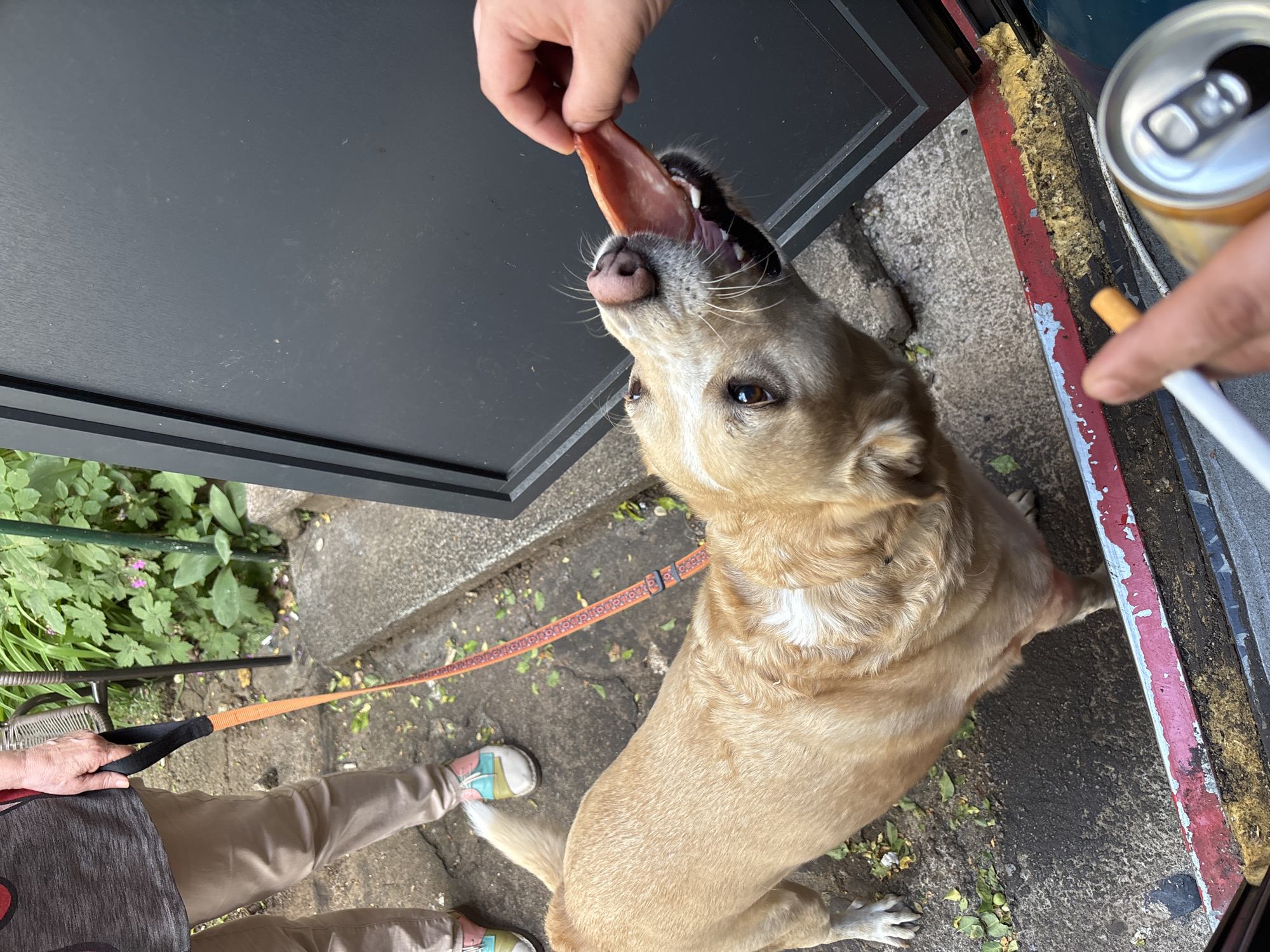 A medium-sized, light brown dog with a patterned orange leash is being fed a reddish-brown strip of food by a person's hand. The dog's head is tilted upward with its tongue extended, anticipating the treat. Another person's hand is holding a cigarette and a can. The scene appears to be outdoors near a building, with concrete ground, greenery, and a metal table nearby. The location is likely in a city given the urban elements, and while the exact location in Sofia, Bulgaria cannot be determined from the image, it could be inferred from the architectural styles and vegetation.