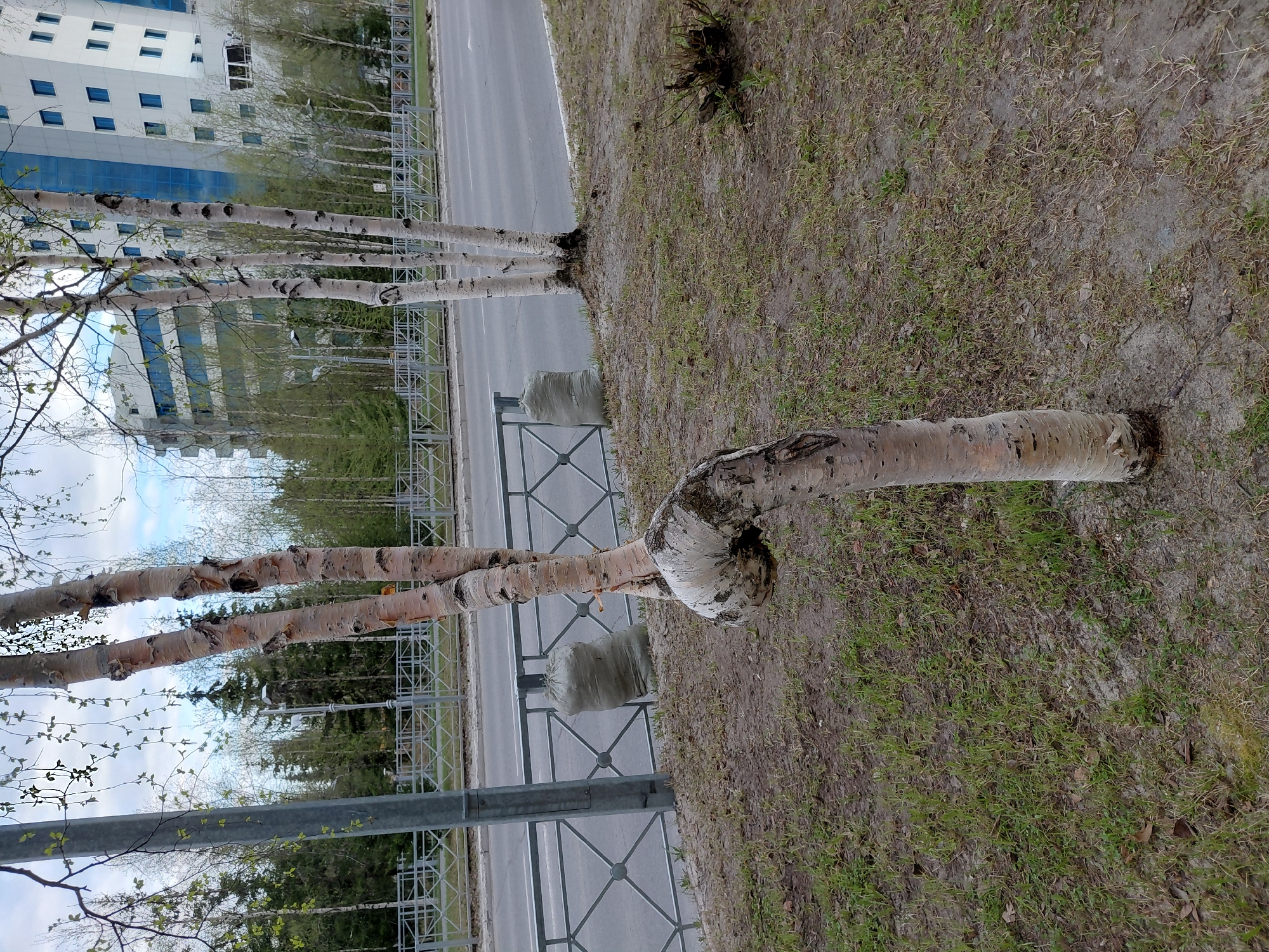 The image depicts a row of birch trees planted along a road in what appears to be an urban area. A metal fence runs parallel to the road, separating it from the grassy area where the trees are planted. A building with blue windows is visible in the background. In the foreground, there is a fallen birch tree trunk. The scene's specific location within Nadym, Russia, cannot be determined from the image alone.
