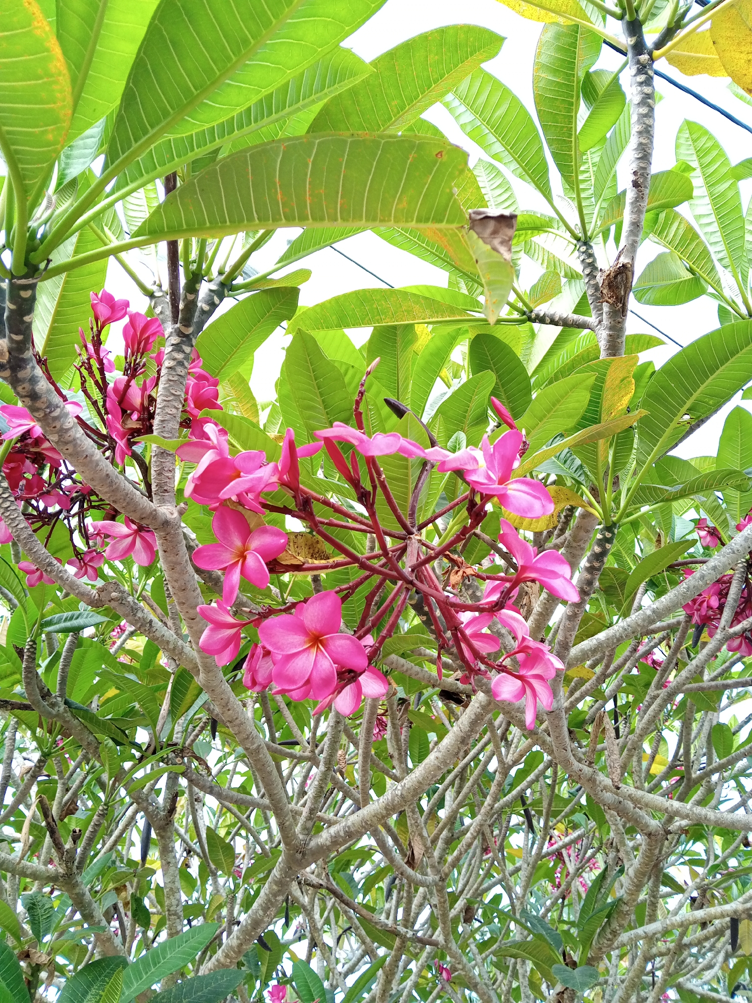 The image shows a frangipani tree with pink flowers in Uteunreutoh, Indonesia. The tree has many branches, small leaves and a mass of pink flowers clustered together. The background is blurred and shows other trees and plants. The sky is visible through gaps in the foliage.