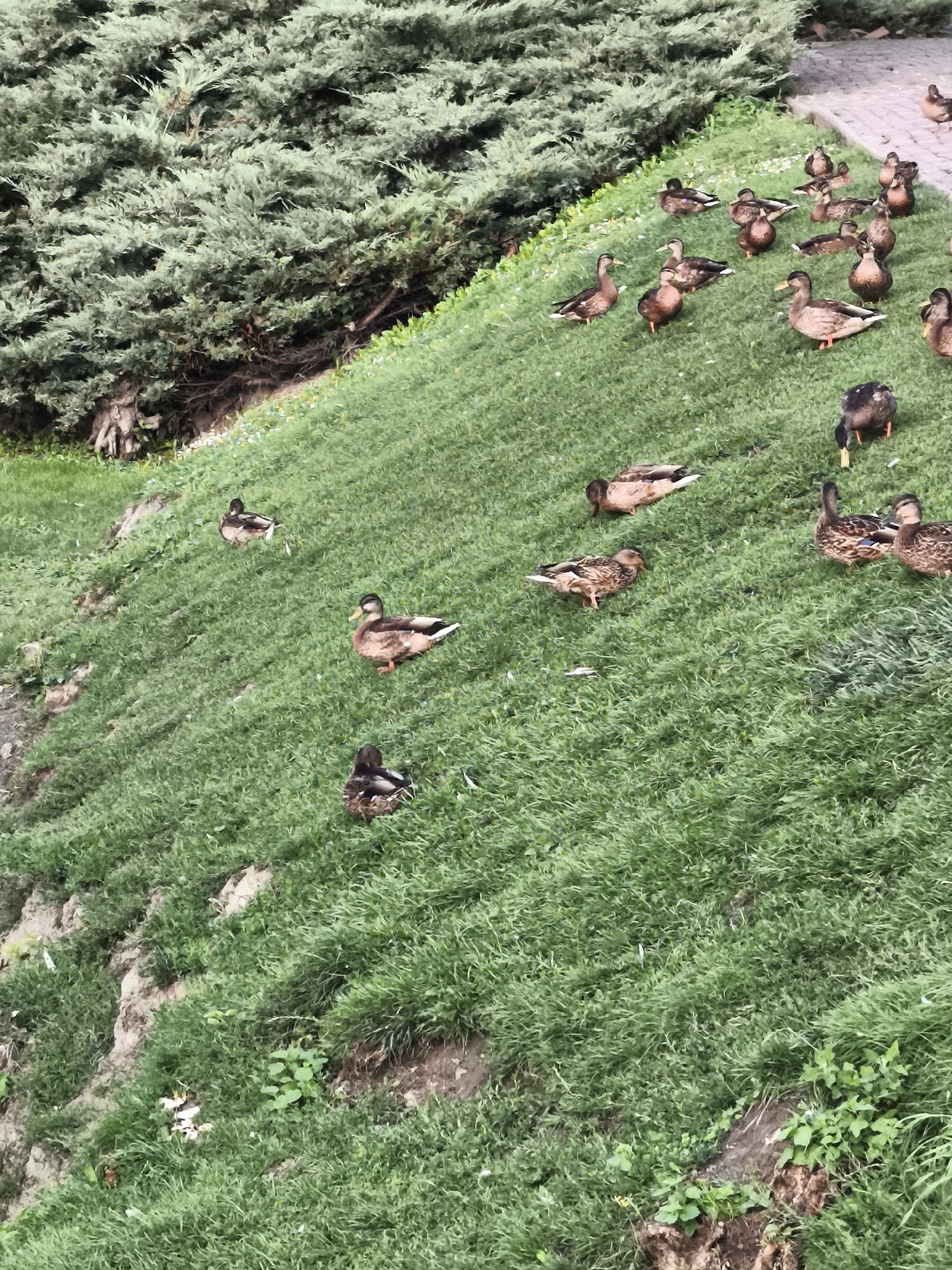 This image shows a flock of ducks on a grassy incline near a dense evergreen bush. The ducks are of various shades of brown and black, with some displaying white markings. They are scattered across the grass, some standing, some foraging, and one appears to be preening. The grass is lush and green, with some patches of exposed soil on the steeper parts of the incline. The evergreen bush is thick and textured, covering the upper left portion of the frame. There are also some small white flowers scattered among the grass. The scene appears to be in a park or natural area within the city of Lutsk, Ukraine, likely near a body of water, though none is visible in the frame.