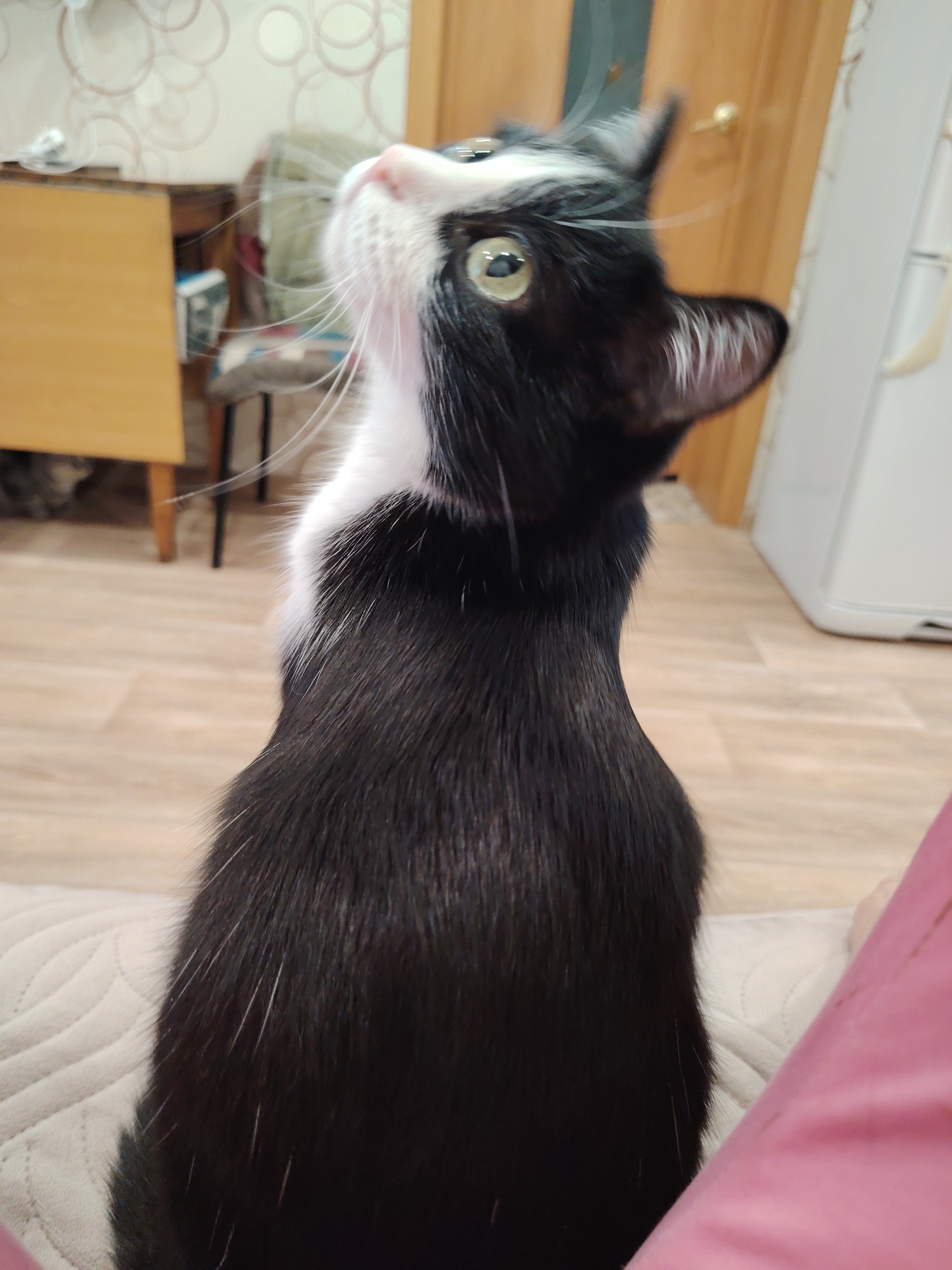A black and white tuxedo cat is the central subject of this close-up, indoor shot. The cat, seen from a slightly elevated rear-right perspective, is looking intently upwards and to its left, with its bright greenish-yellow eyes wide open and its white whiskers spread out, conveying alertness and curiosity. Its fur is predominantly black, with a distinct white patch covering its chin, chest, and part of its nose and forehead. White guard hairs are visible interspersed throughout its black fur on its back and sides.
The setting appears to be a cozy indoor environment, likely a home. In the background to the left, a light wooden table and a chair with a dark leg are visible, suggesting a dining or living area. Further back, a wall features a light-colored wallpaper with a repetitive circular pattern. To the right, a wooden door and part of a tall, white appliance (possibly a refrigerator or cupboard) are seen. A fuzzy, dark object, possibly another cat or pet, can be vaguely discerned on the floor beneath the table. The floor is covered with light-colored laminate or wood flooring.
The cat is positioned on a light-colored, quilted or patterned fabric surface, possibly a cushion, sofa, or blanket. A patch of pink fabric or clothing is visible in the lower right corner, belonging to the person holding the camera. The lighting suggests daytime, though no windows are directly visible. There is no discernible text in the image.