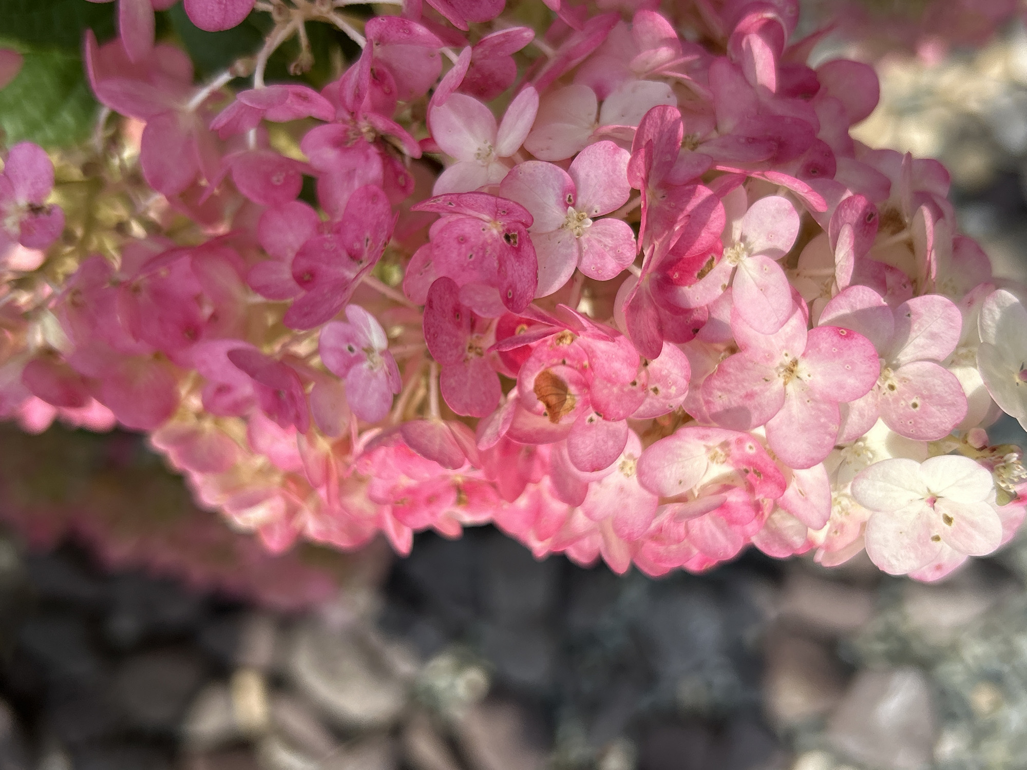 The image shows a close-up, shallow depth-of-field view of a cluster of pink hydrangeas. The flowers are a vibrant mix of light and dark pink, with some petals appearing almost white. Small, dark specks are visible on some of the petals. In the background, to the left, a blurry collection of gray and brown stones suggests a garden or outdoor setting. The scene is illuminated by natural light, casting soft shadows. The overall impression is one of delicate, natural beauty. This image does not contain any people, actions, or interactions. The location of the image within Прикамский, Russia, cannot be determined from the visual information provided.