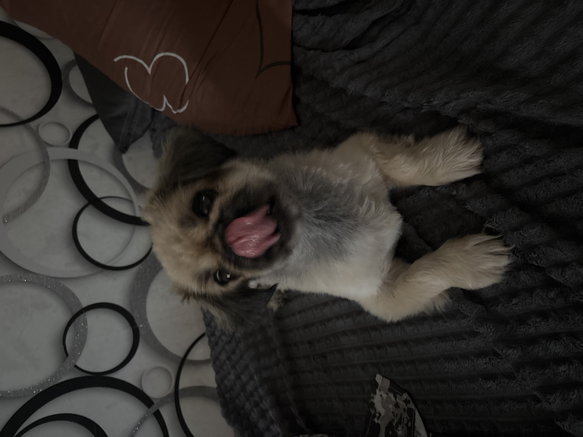 A small, light brown and white dog with its tongue sticking out is lying on a dark gray, textured blanket. The dog is facing the camera, with its front paws extended. Behind the dog, there is a pillow with a white outline of the number "3" on it, and a wall with a circular patterned wallpaper. The scene is indoors, likely a living room or bedroom. There is no information available to determine the location in Volgograd, Russia.