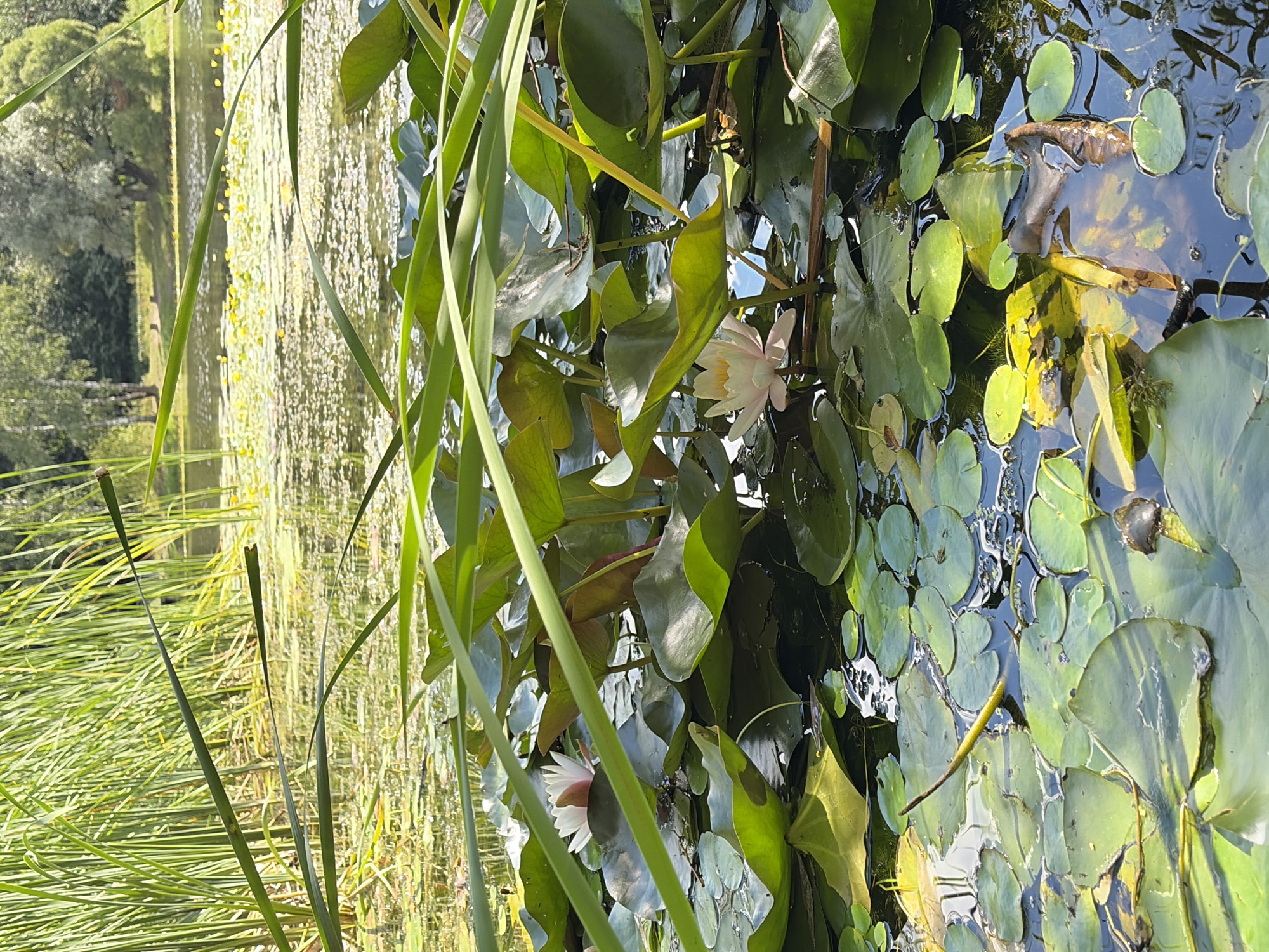 This vertical, medium-shot photograph depicts a serene natural scene at a body of water, likely a pond or lake, in Khimki, Russia. The foreground is dominated by a dense collection of lily pads and aquatic plants, their large, flat leaves spread across the dark water's surface. In the midground, two white water lilies with delicate pink tinges are in bloom, their petals unfurled. Tall, reedy grasses line the background, casting shadows and creating a natural border. Beyond the reeds, the tranquil water reflects the greenery and a glimpse of trees and a bright sky, suggesting a sunny day. There are no people or animals visible in the image. The overall atmosphere is one of peaceful natural beauty.